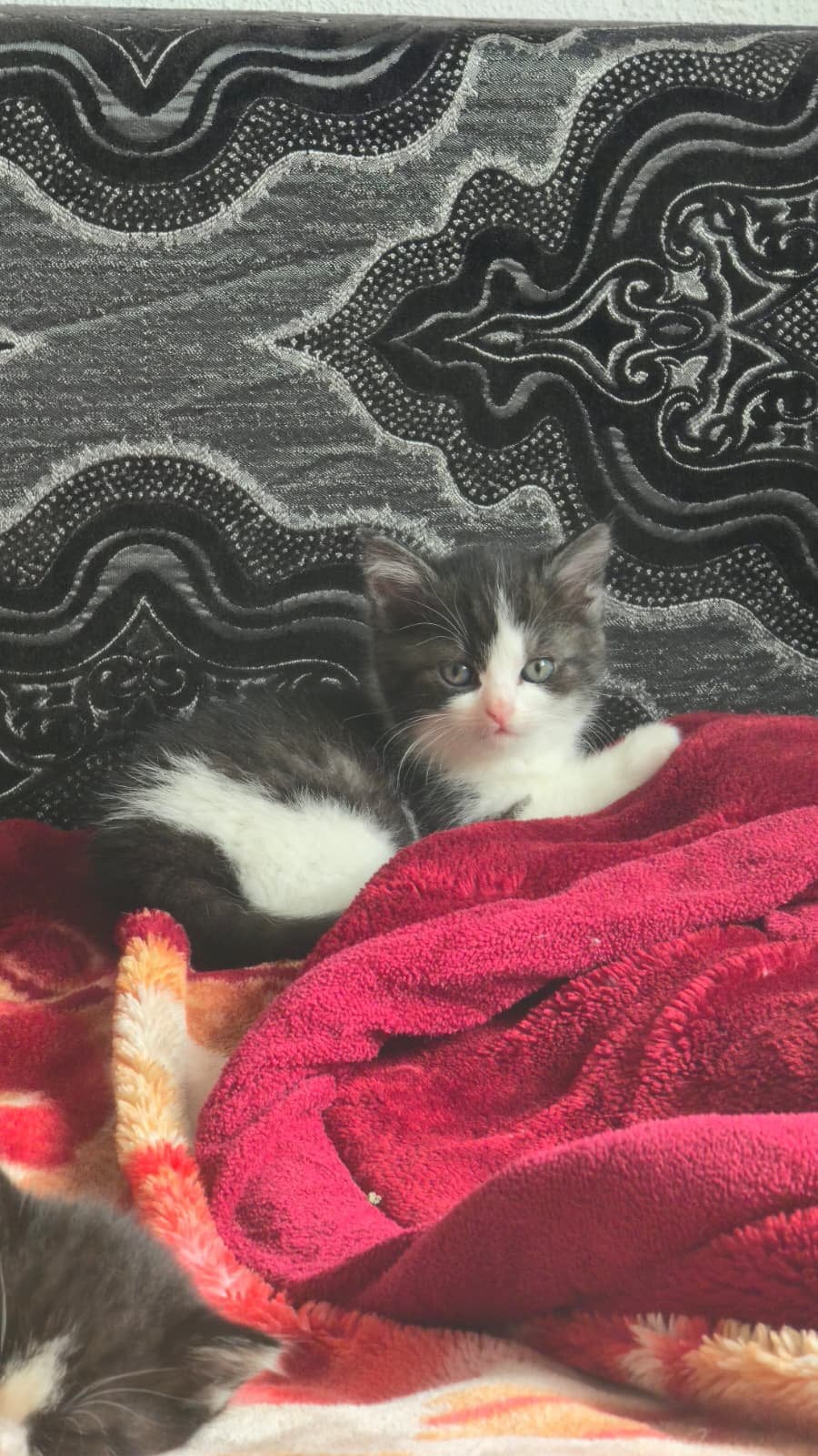 Britse korthaar kittens, Meerdere dieren