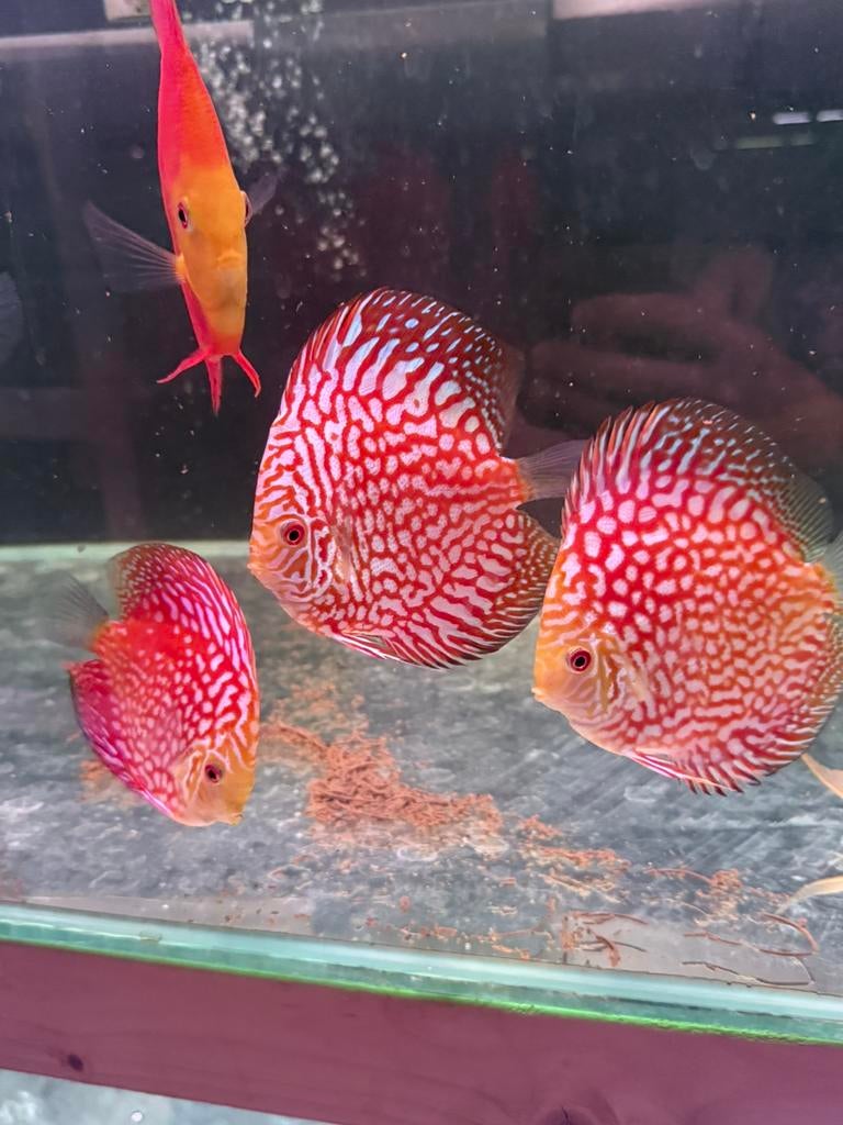 Discus red checkerboard discusvissen, Vis