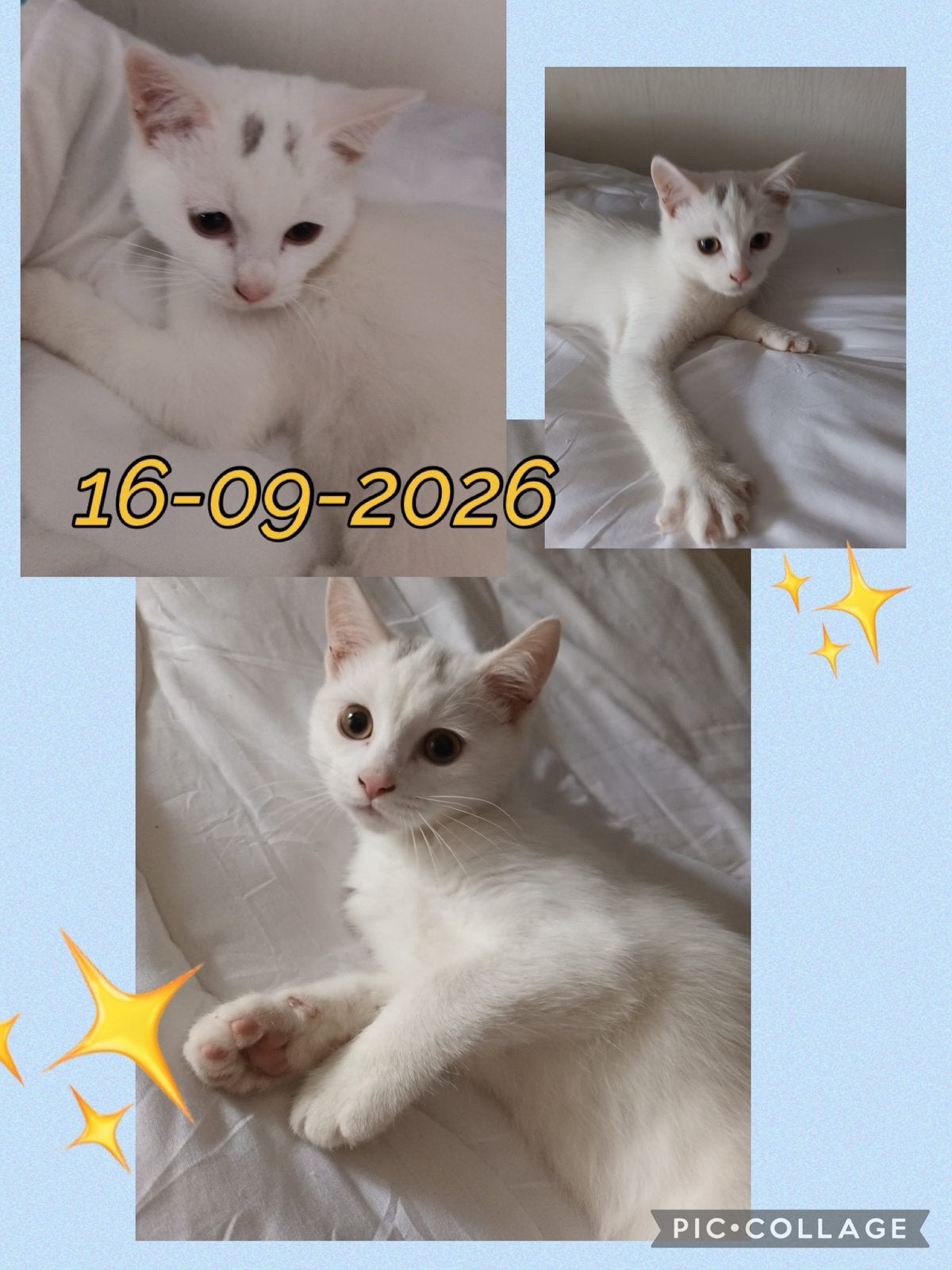 Britse korthaar X Khao Manee kitten (katertje)mag verhuizen!, Dieren en Toebehoren, Poes, Gechipt