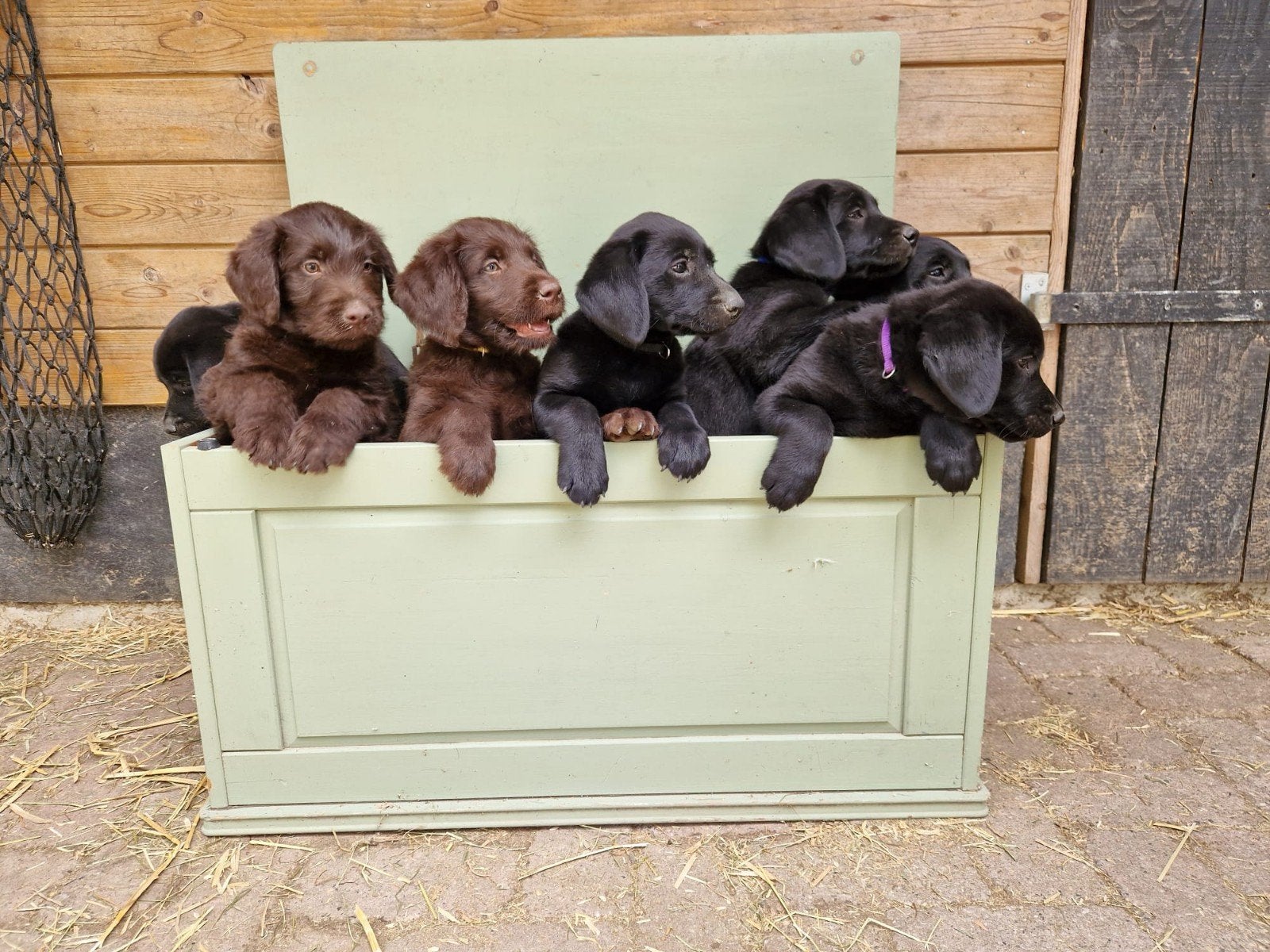 Pups labrador, Dieren en Toebehoren, Honden | Herdershonden en Veedrijvers, Meerdere dieren, Overige rassen, Particulier, Meerdere
