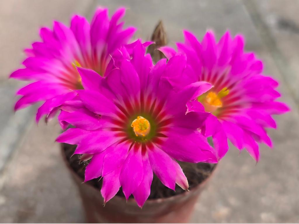 Mammillaria guelzowiana, Tuin en Terras, Planten | Tuinplanten, Ophalen of Verzenden, Overige soorten, Halfschaduw