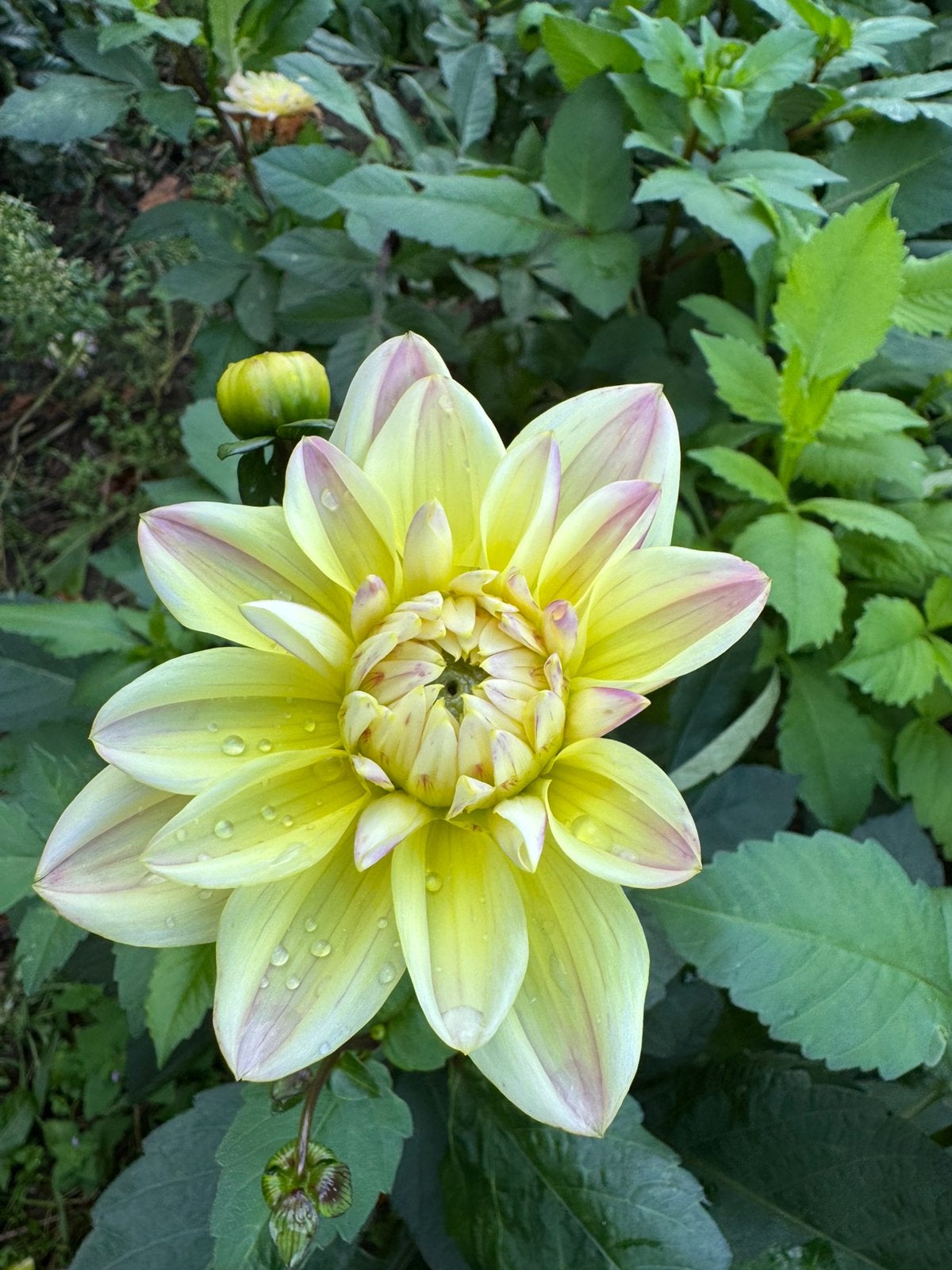 Dahlia knollen ‘Mondriaan’ – geel met roze tint, Ophalen of Verzenden, Volle zon, Knol