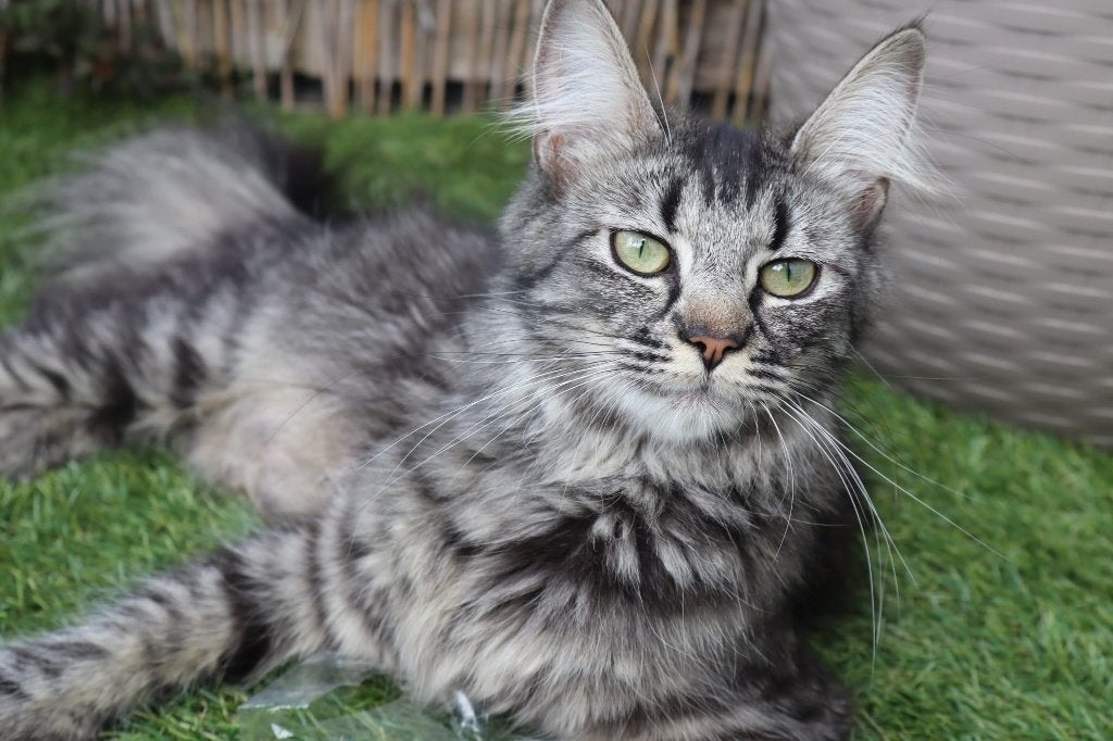 Maincoon kittens, Meerdere dieren, 0 tot 2 jaar