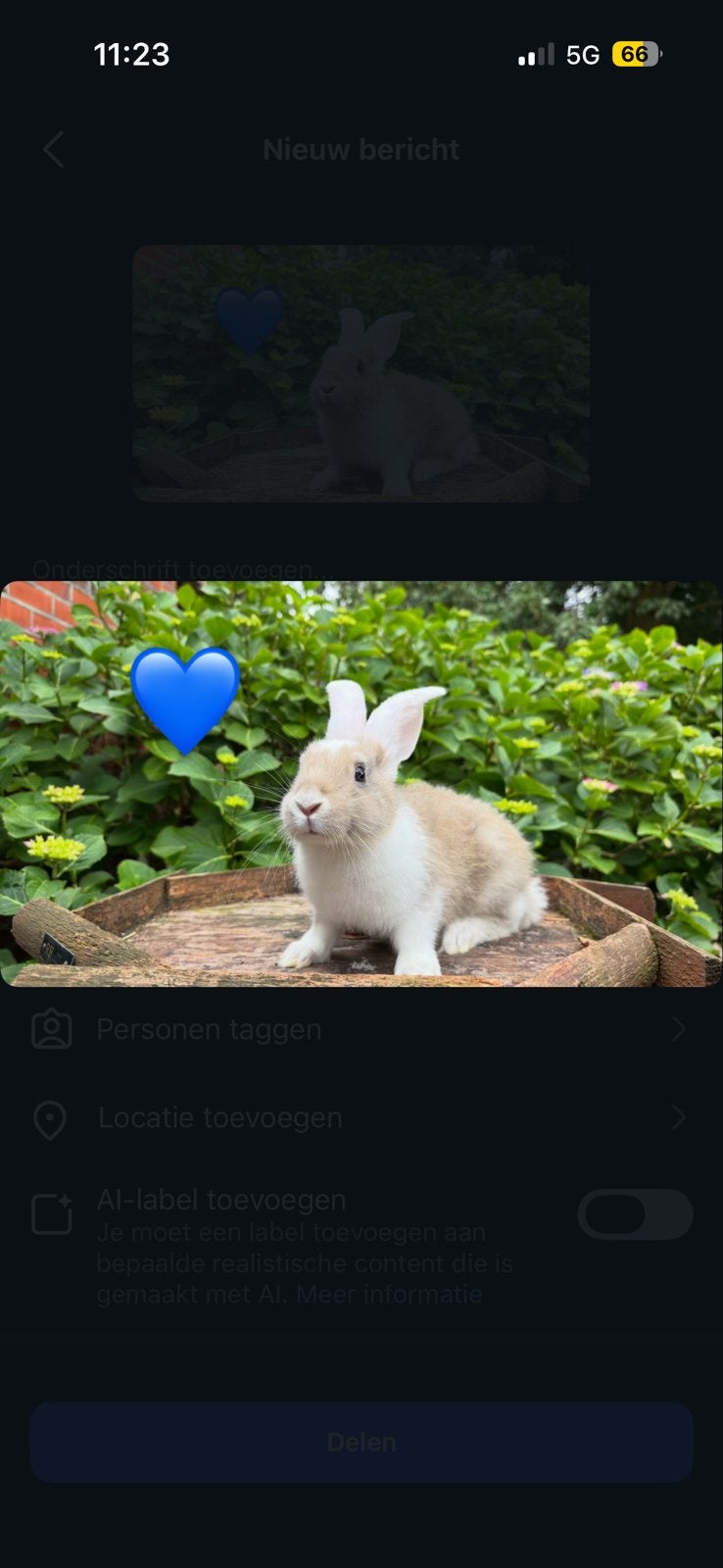 Vlaamse reus rammetjes, Dieren en Toebehoren, Mannelijk, Groot