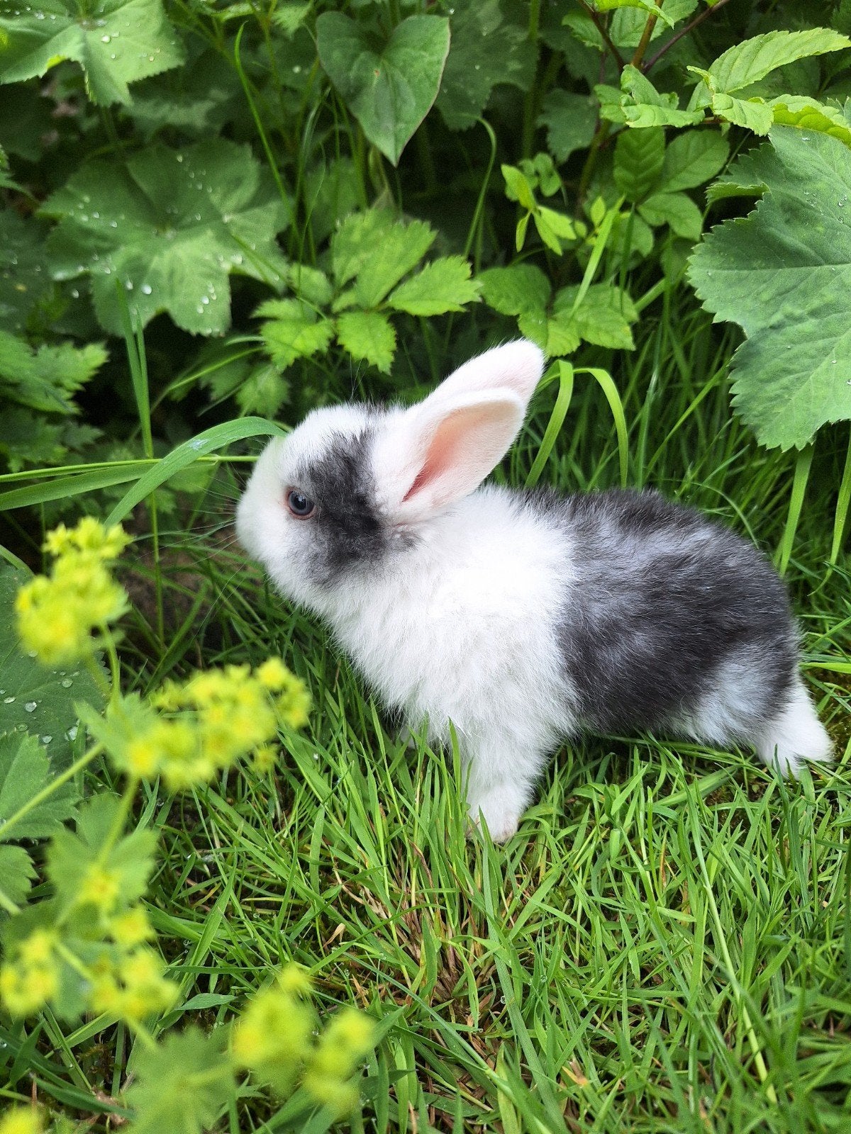 Gratis hangoor dwergkonijntjes, Dieren en Toebehoren, Meerdere dieren, Dwerg, Hangoor