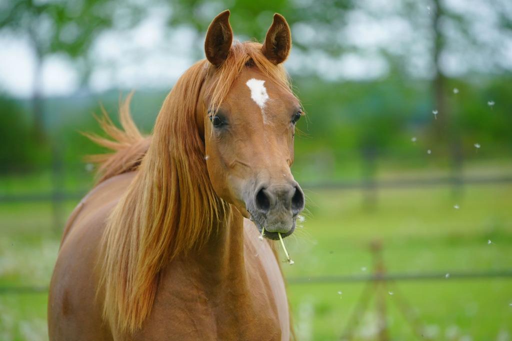 Arabisch volbloed hengst en merrie, Dieren en Toebehoren, Paarden, Meerdere dieren, 0 tot 2 jaar, Dressuurpaard, Met stamboom