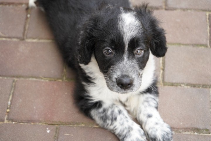 Stoere kruising welsh corgi x cocker spaniel pups., Nederland, Parvo, Overige rassen, 8 tot 15 weken