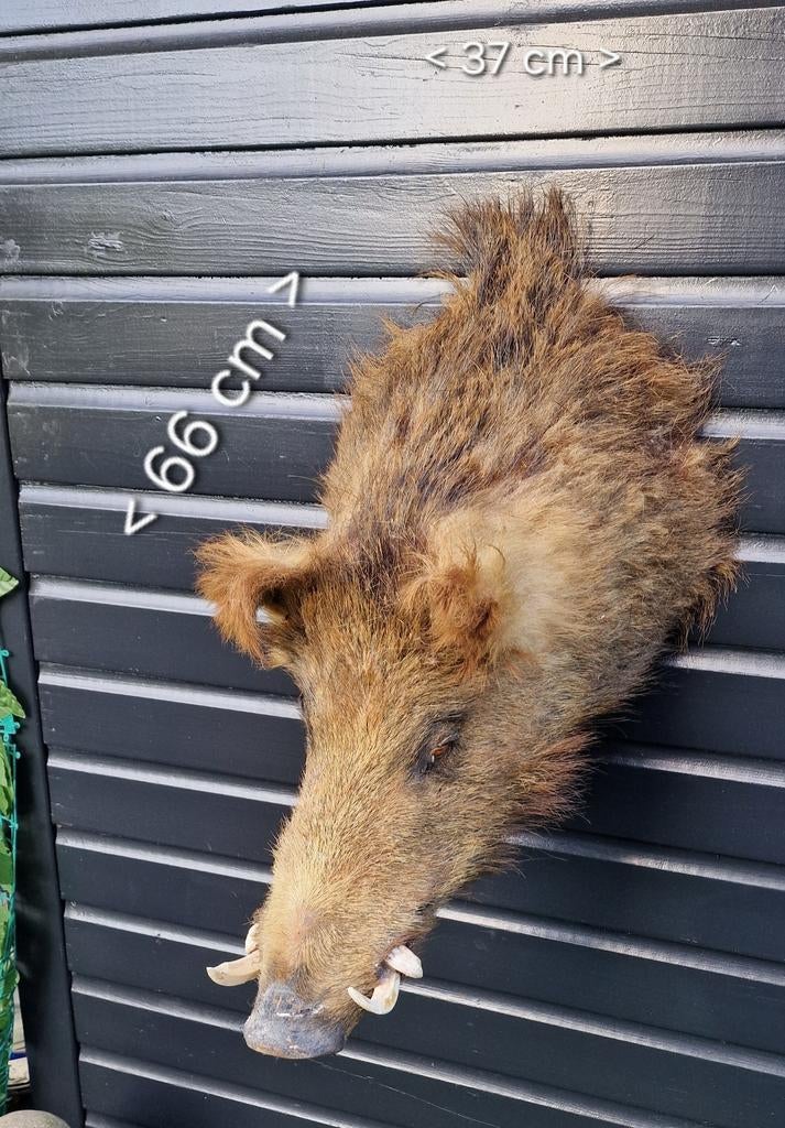 Opgezette wild zwijn kop - Taxidermie, Verzamelen, Dierenverzamelingen, Ophalen of Verzenden, Zo goed als nieuw, Wild dier, Gewei of Kop
