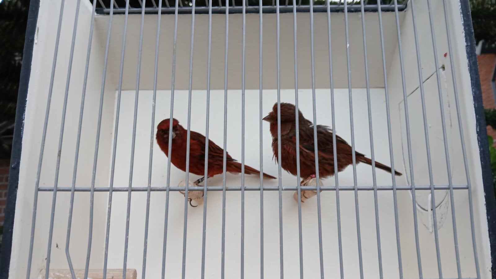 Koppel Zwart (Kobalt) Rood kanaries, Dieren en Toebehoren, Meerdere dieren, Kleurkanarie