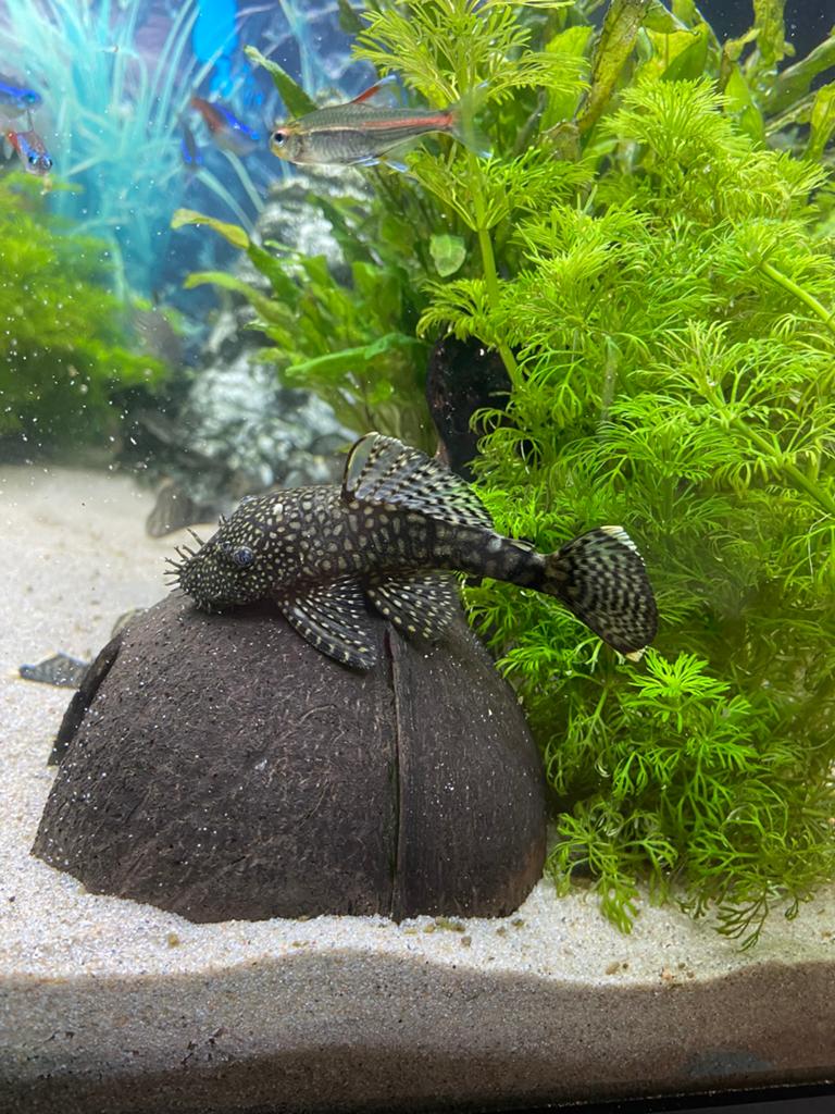 Ancistrus wildkleur (Borstelneus), Vis