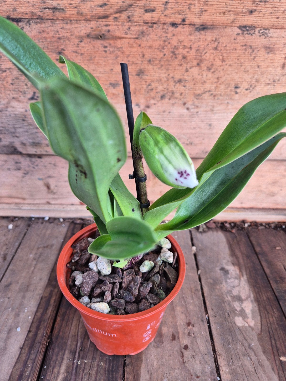 Orchidee Paphiopedilum Amerikaanse Hybriden p12 (5), Ophalen of Verzenden, Halfschaduw, Minder dan 100 cm