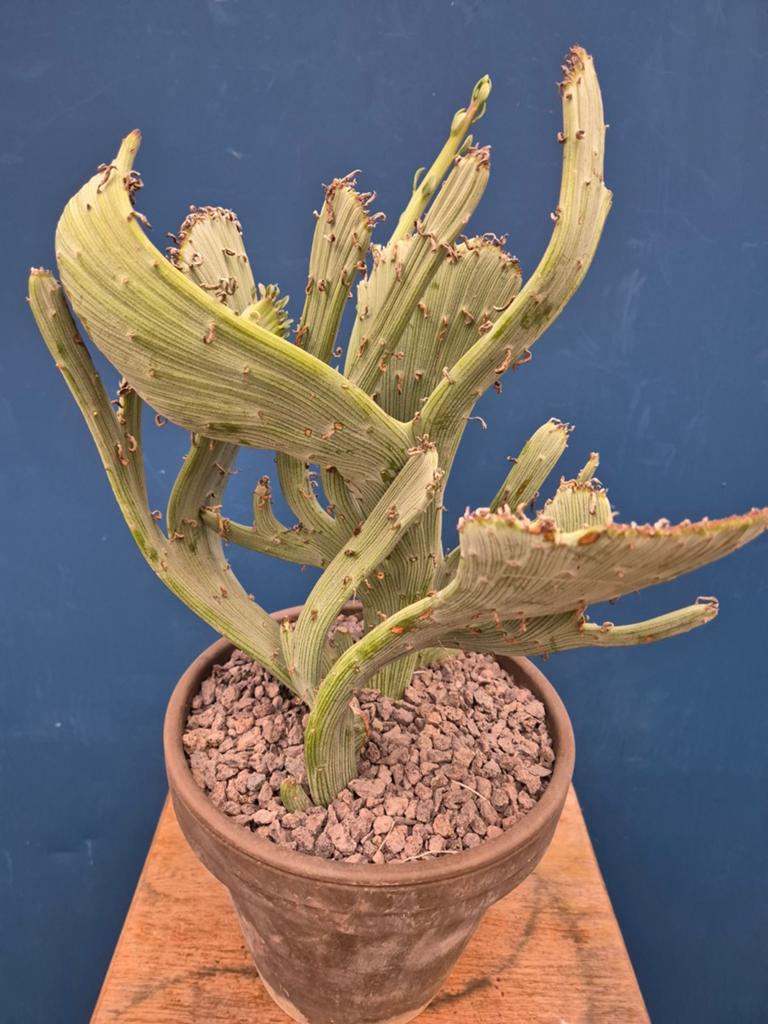 Senecio Anteuphorbium p19 XXL, Ophalen of Verzenden, Halfschaduw