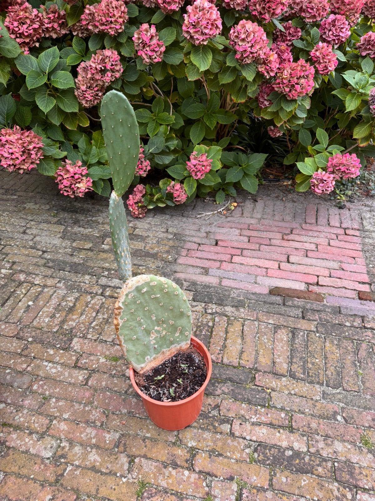 Cactus, Ophalen