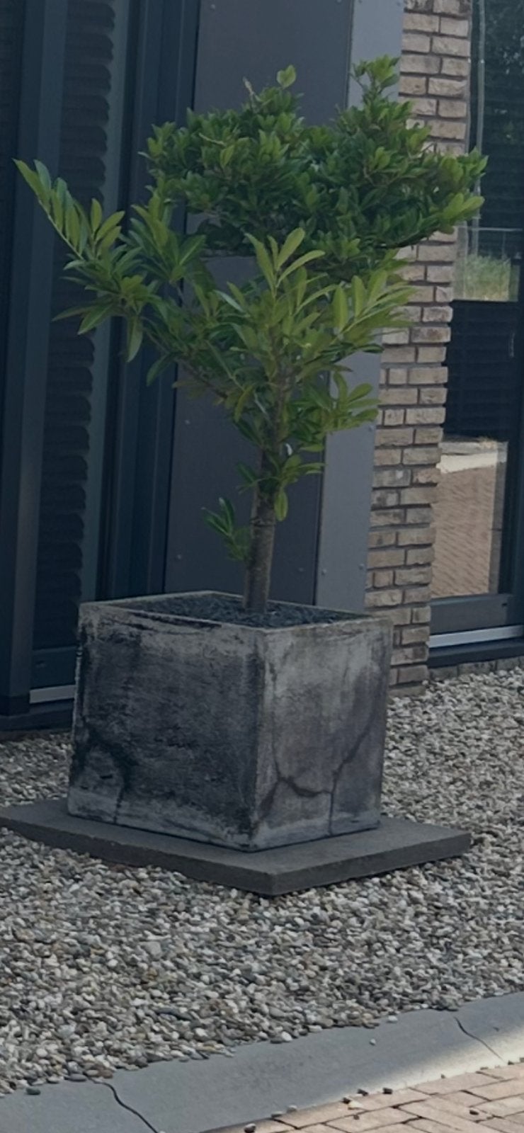 2 grote tegels 80x80, Tuin en Terras, Tegels en Klinkers, Ophalen, Gebruikt, Minder dan 5 m², Beton