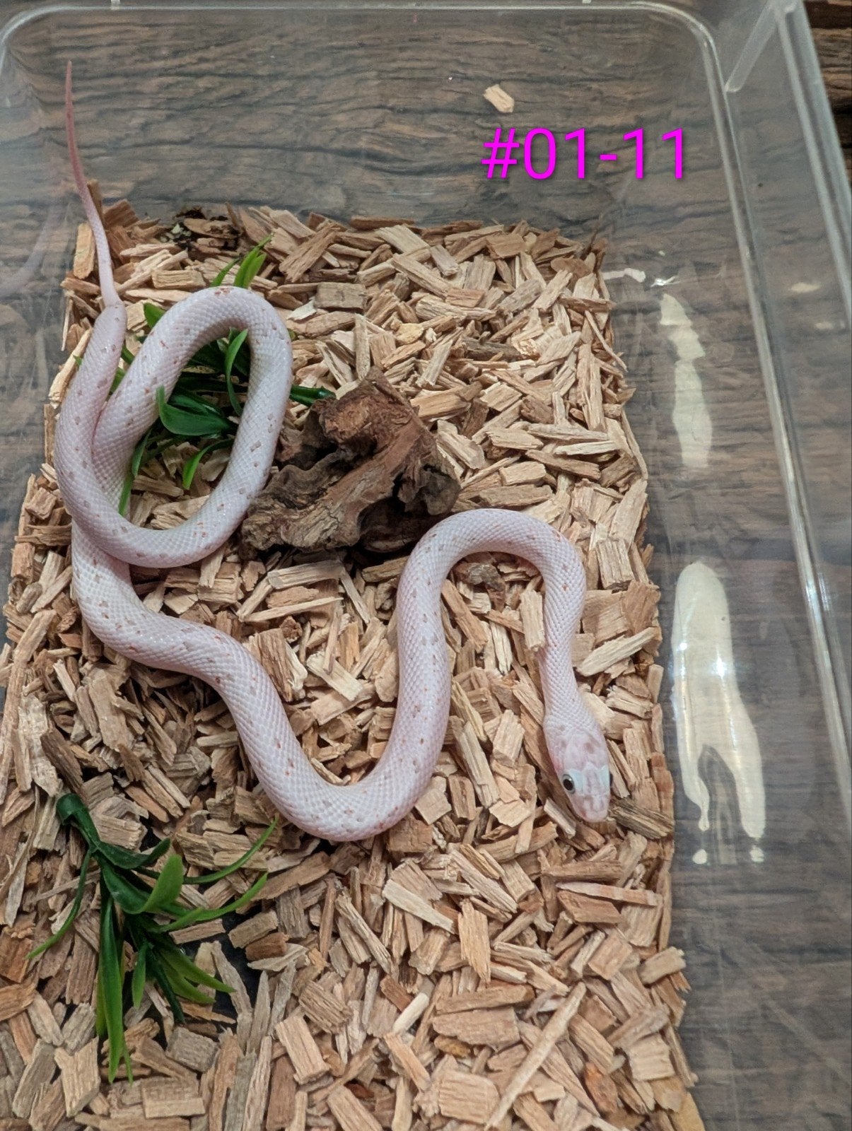 palmetto(Amel) rattenslang Rat Snake - male for sale from Sharona
