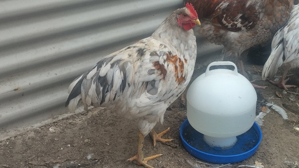 2 Splash kleurige hybride hanen roodschouder, Dieren en Toebehoren, Pluimvee, Mannelijk, Kip