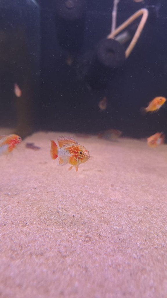 Diverse vissen op voorraad, Vis, Zoetwatervis, Schoolvis