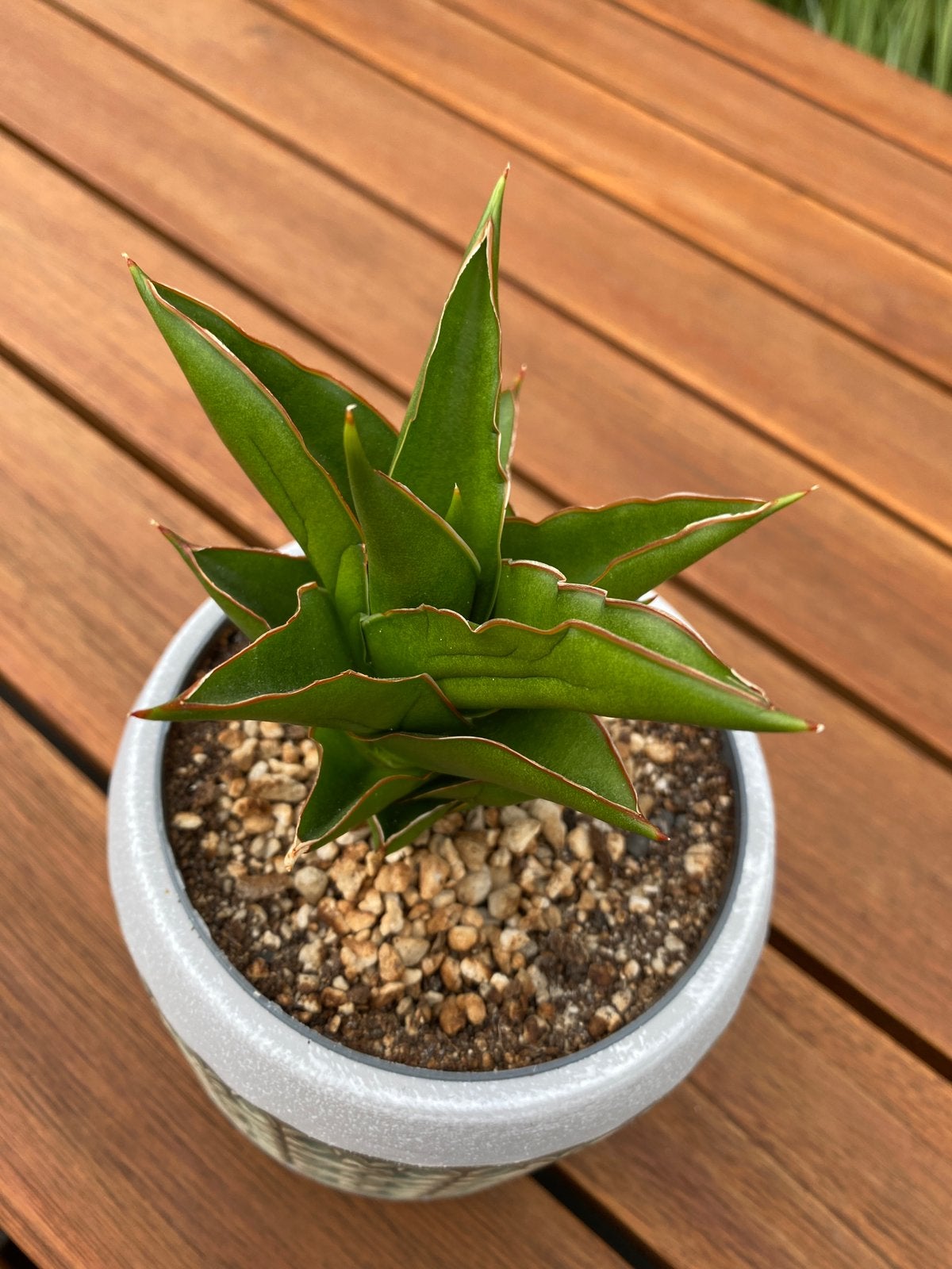 Samsevieria Pinguicula Tower, Tuin en Terras, Ophalen, Overige soorten, Volle zon