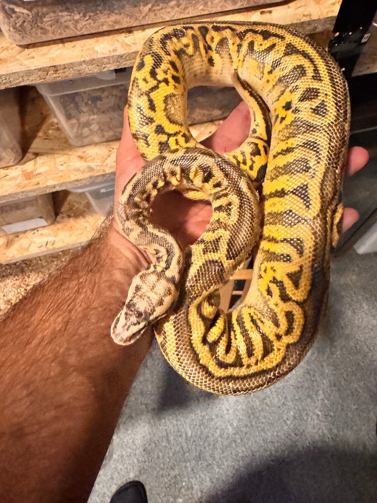 Ballpython 0.1 Gravel Leopard SuperPastel 100% het Clown, Dieren en Toebehoren, Reptielen en Amfibieën, Slang, 0 tot 2 jaar
