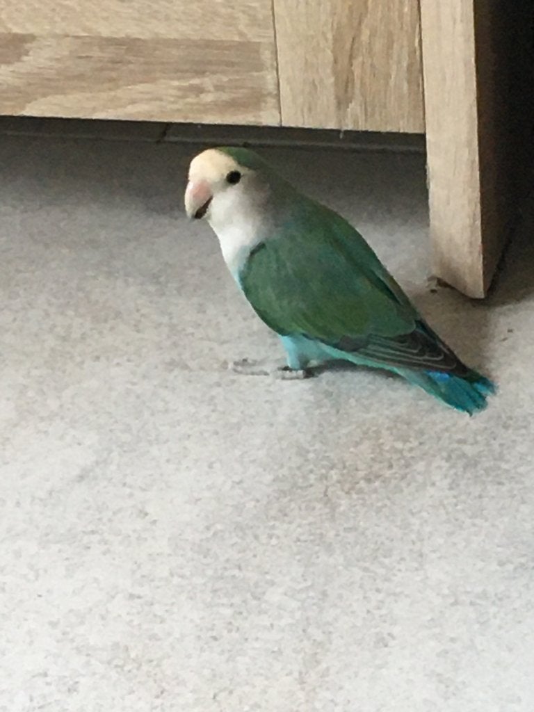 dwergpapegaaien, Dieren en Toebehoren, Meerdere dieren, Dwergpapegaai of Agapornis