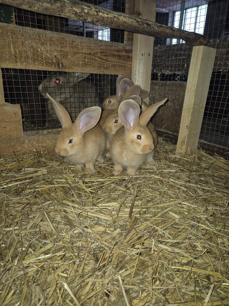 Te koop gele vlaamse reuzen, Dieren en Toebehoren, Konijnen, Meerdere dieren, Groot, 0 tot 2 jaar