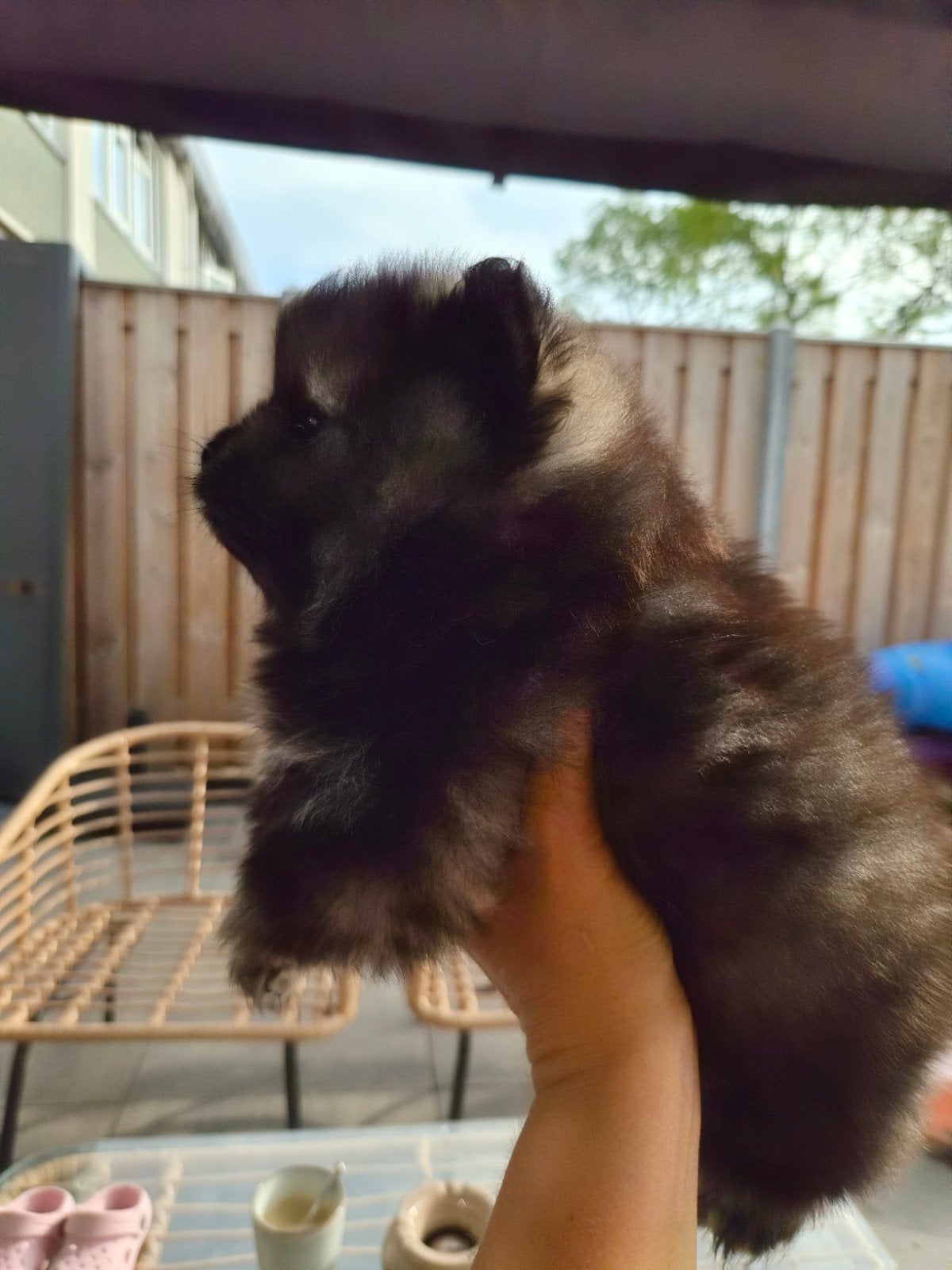 Pomeriaan pups - nog 1 reutje, Keeshond, 8 tot 15 weken, Meerdere, Meerdere dieren