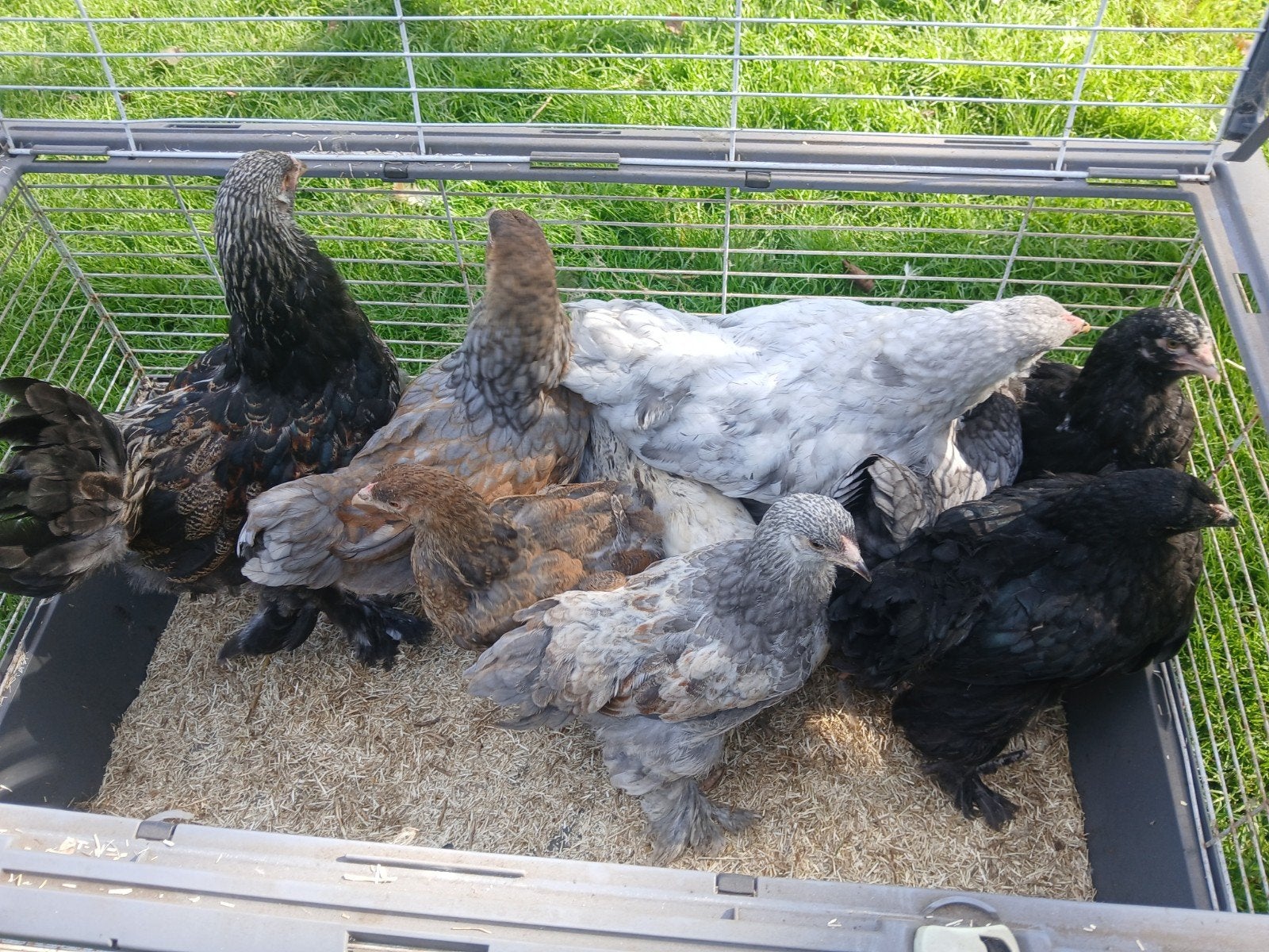 10 jonge bramha's, Dieren en Toebehoren, Meerdere dieren, Kip