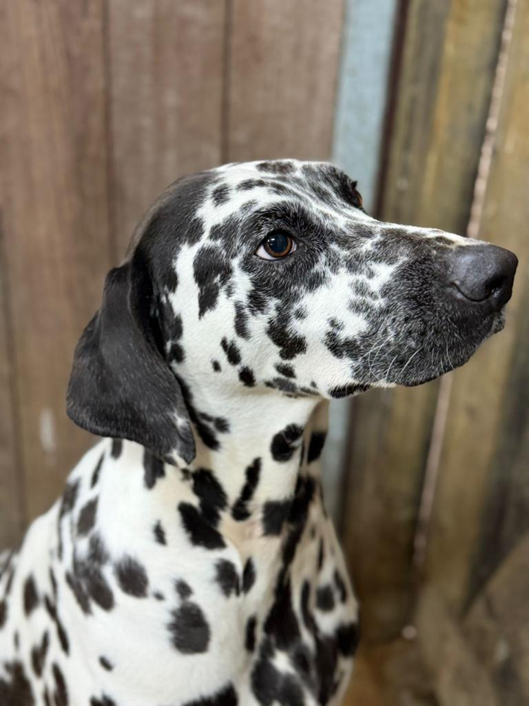Lieve dalmatier opzoek naar goude mand, Dieren en Toebehoren, Honden | Niet-rashonden, Parvo, België, Particulier, Reu