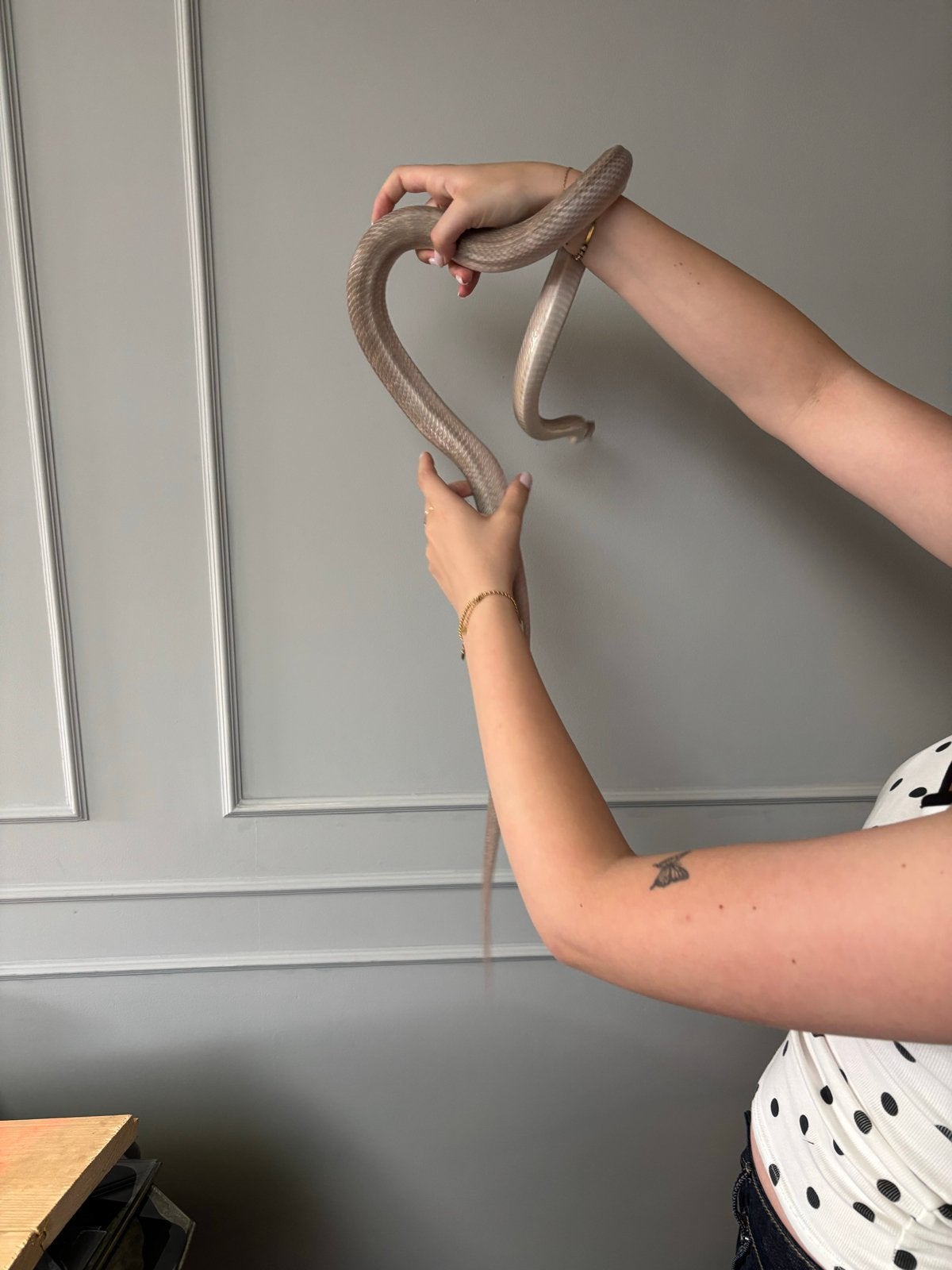 Te koop een mooie rattenslang Rat Snake photo 8