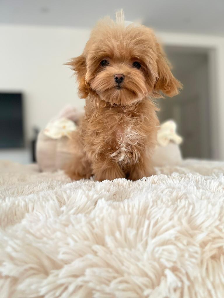 Prachtige Maltipoo F1 pup (Maltezer/Asian Toy Poedel ), Particulier, Overige rassen, 8 tot 15 weken, Buitenland
