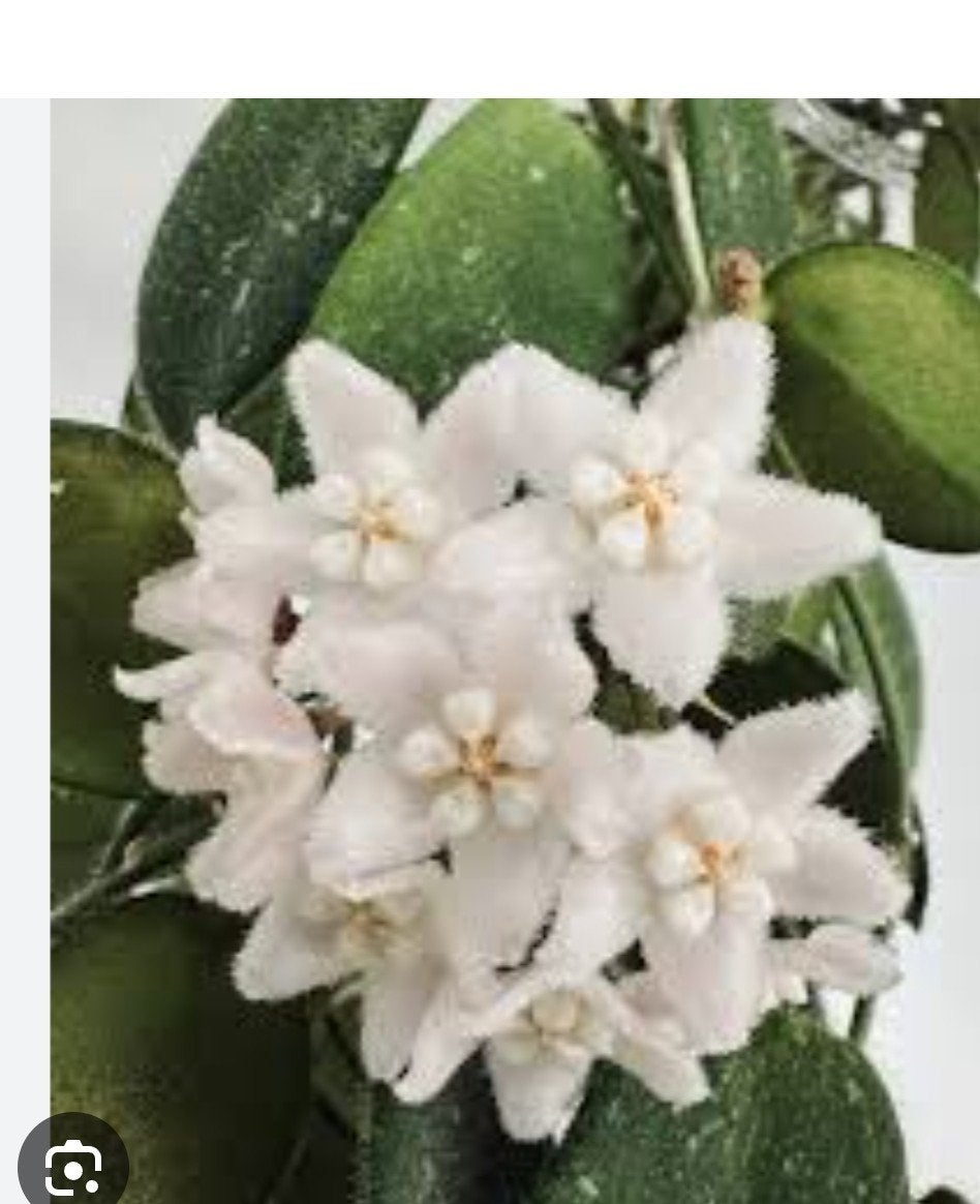 Hoya thomsonii, Ophalen of Verzenden, Nieuw