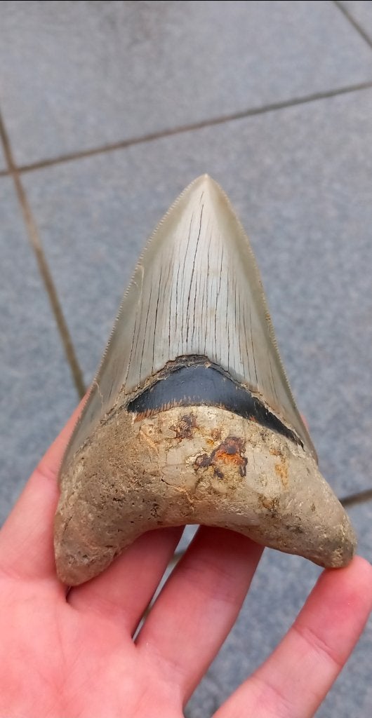 Onderkaakse Megalodon haaientand fossiel aangeboden, Verzamelen, Mineralen en Fossielen, Ophalen of Verzenden, Fossiel