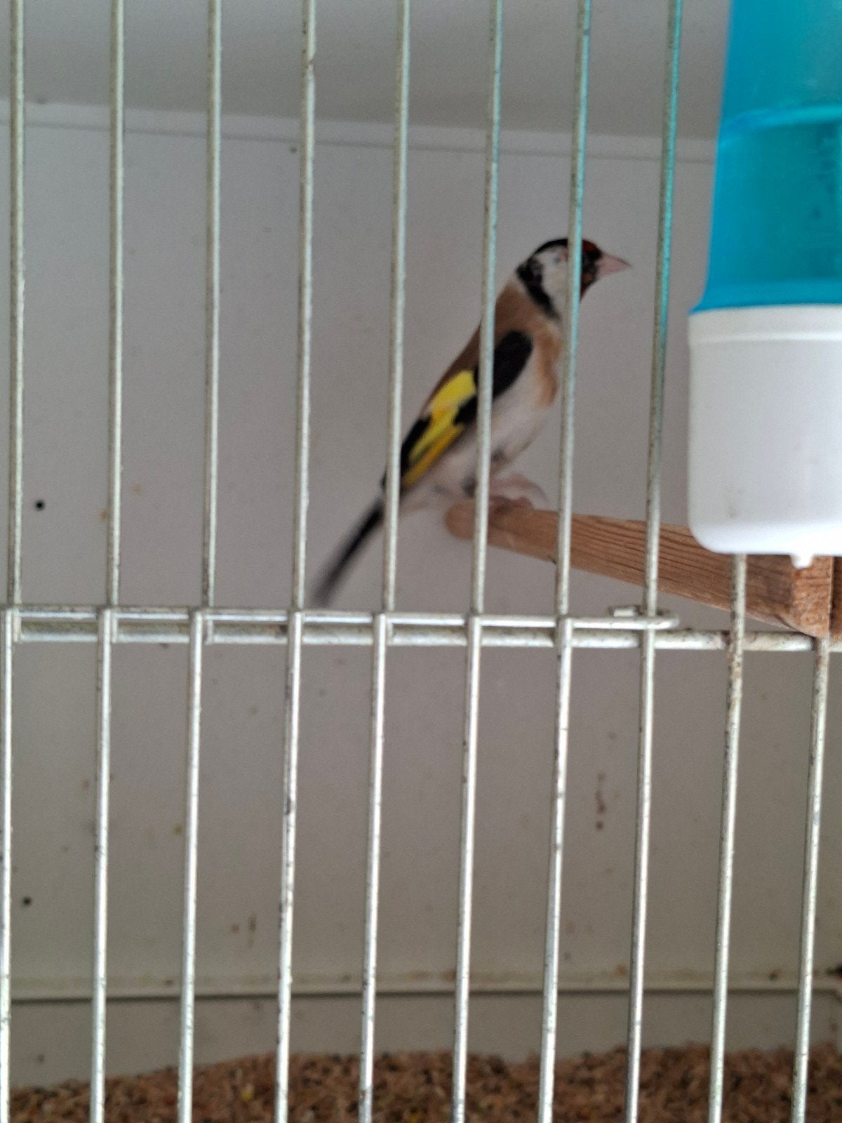 majoor putter man, Mannelijk, Wildzangvogel, Geringd
