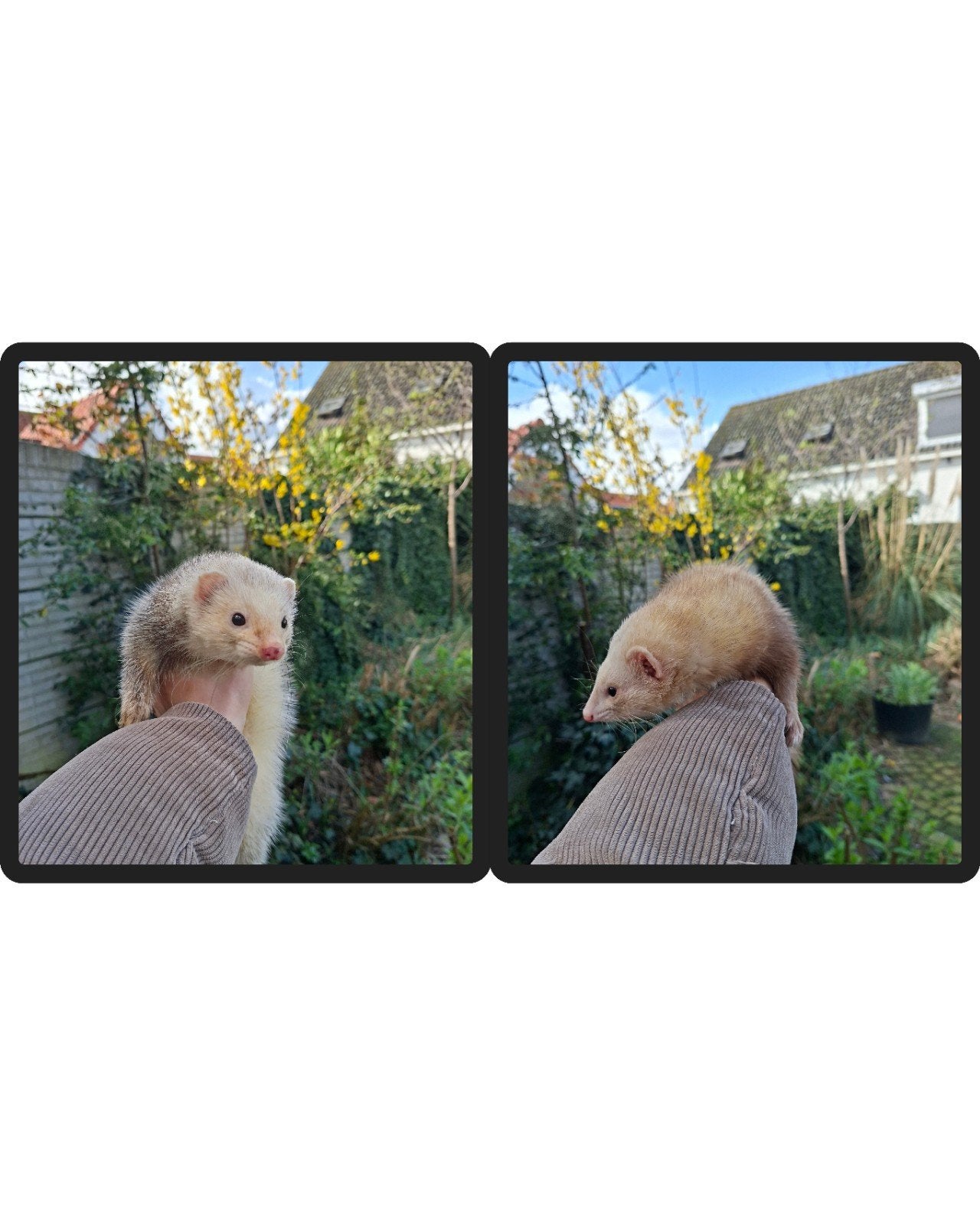 Frettenpups, fret, Mei, Meerdere dieren