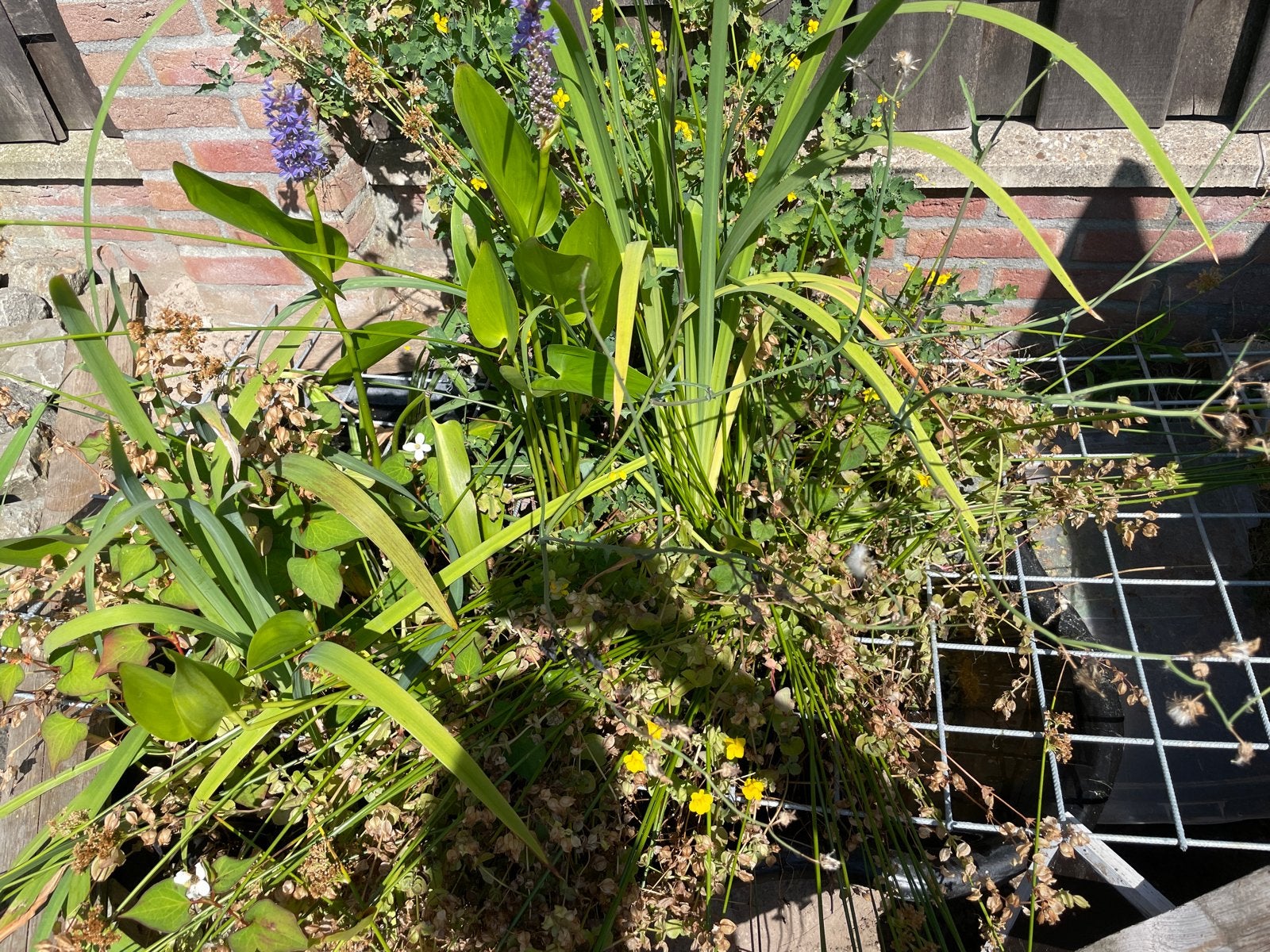 Vijver 110x90x40 met waterplanten, Ophalen, Gebruikt