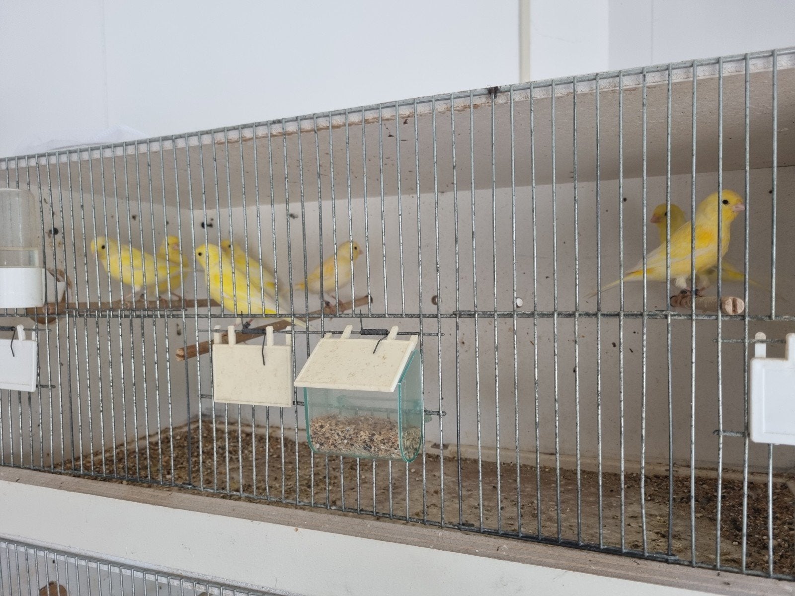 te koop 6 mooie jonge kanaries gele/split voor wit, Meerdere dieren, Kleurkanarie