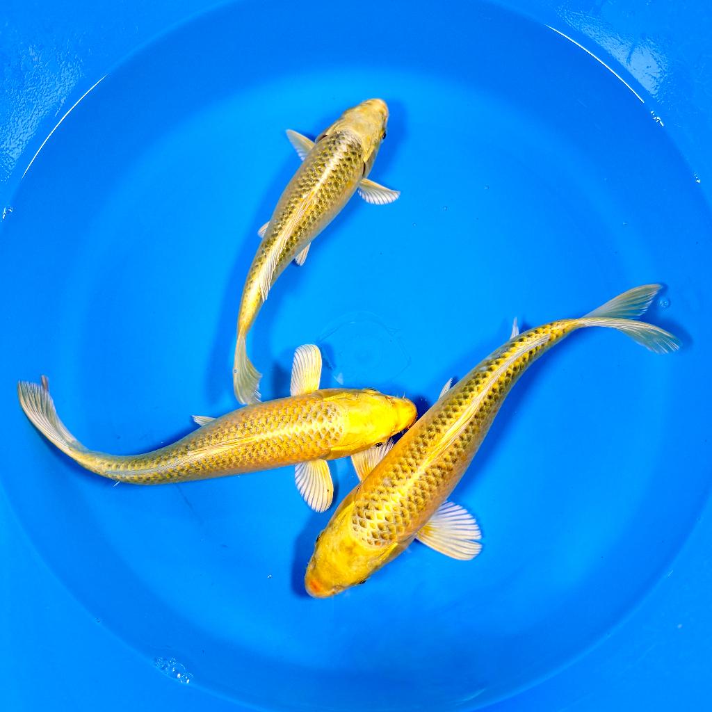 Ki Matsuba 25-35cm Hirasawa (Marusei) Japanse koi, Karper of Koi