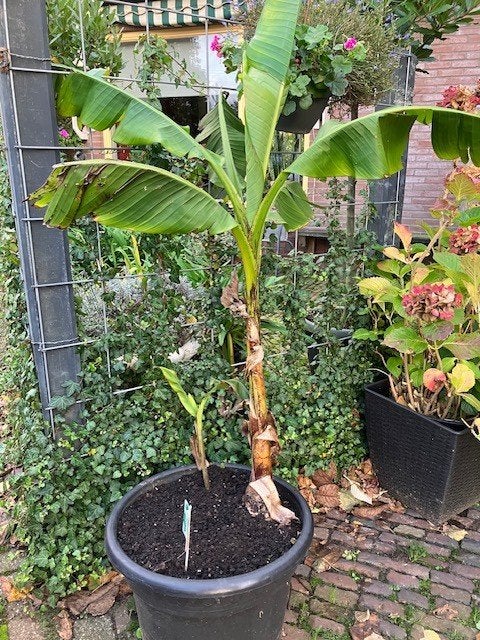 Mousa of sierbanaan, Tuin en Terras, Ophalen, Overige soorten, Struik, Minder dan 100 cm