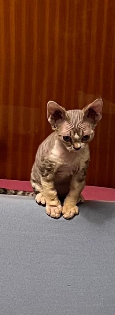 Devon rex poes met stamboom, Dieren en Toebehoren, Poes, Met stamboom