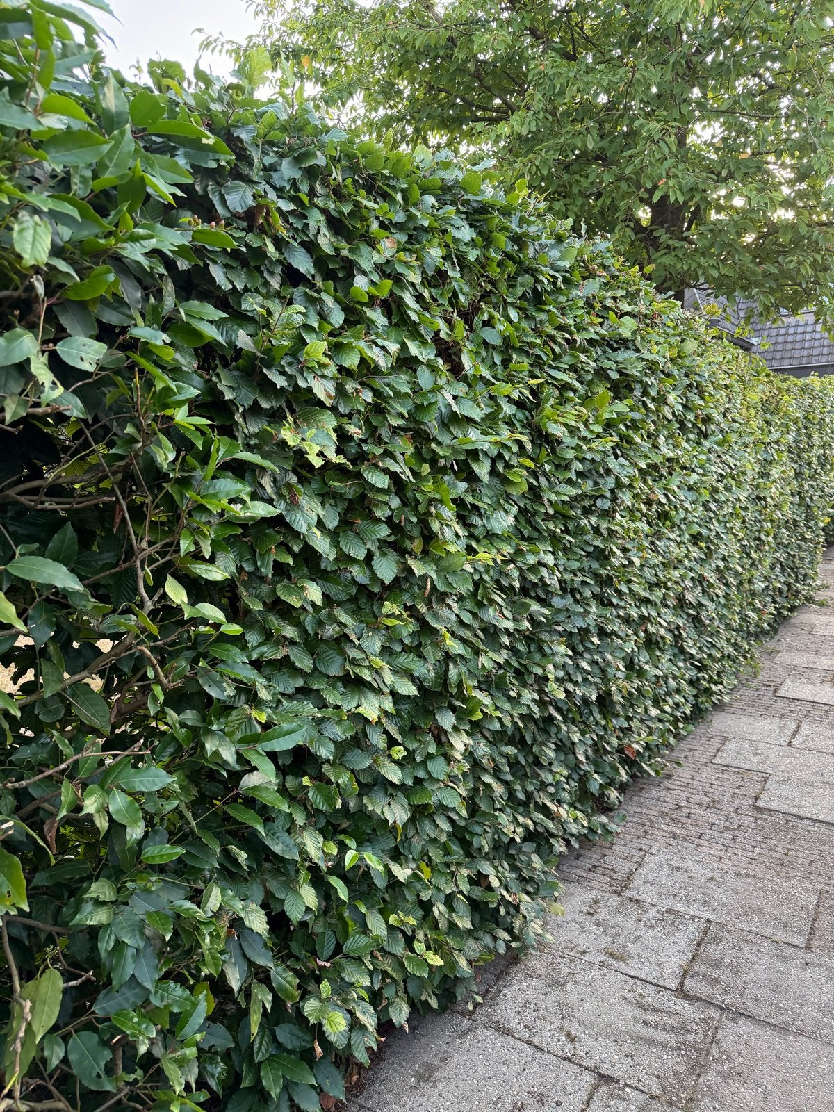 Groene Haagbeuk - Prachtige beukenhaag, GRATIS, Ophalen, Haagbeuk, Haag, 100 tot 250 cm