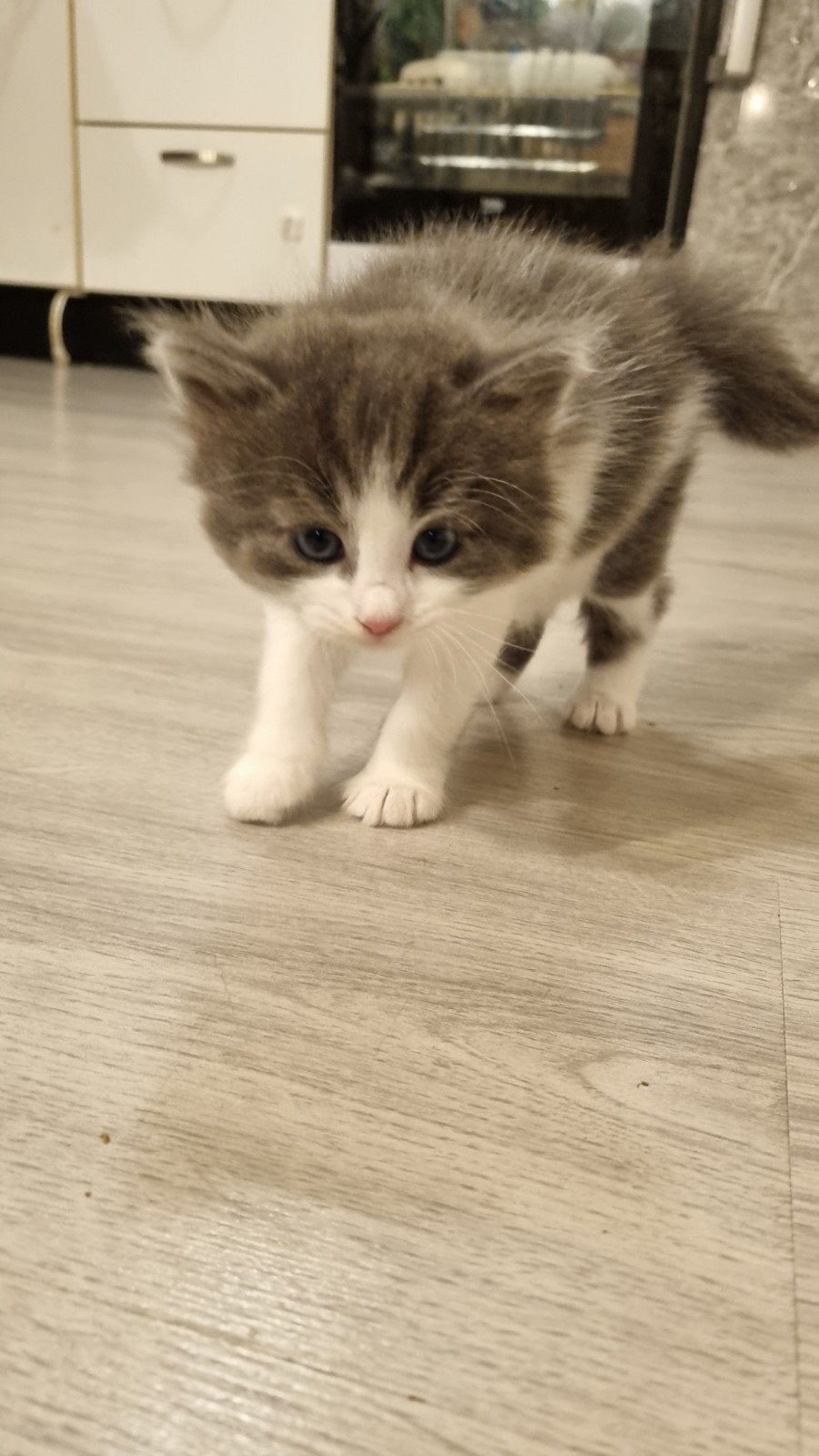 2 mannelijke en  kittens, 5 weken oud., Kater