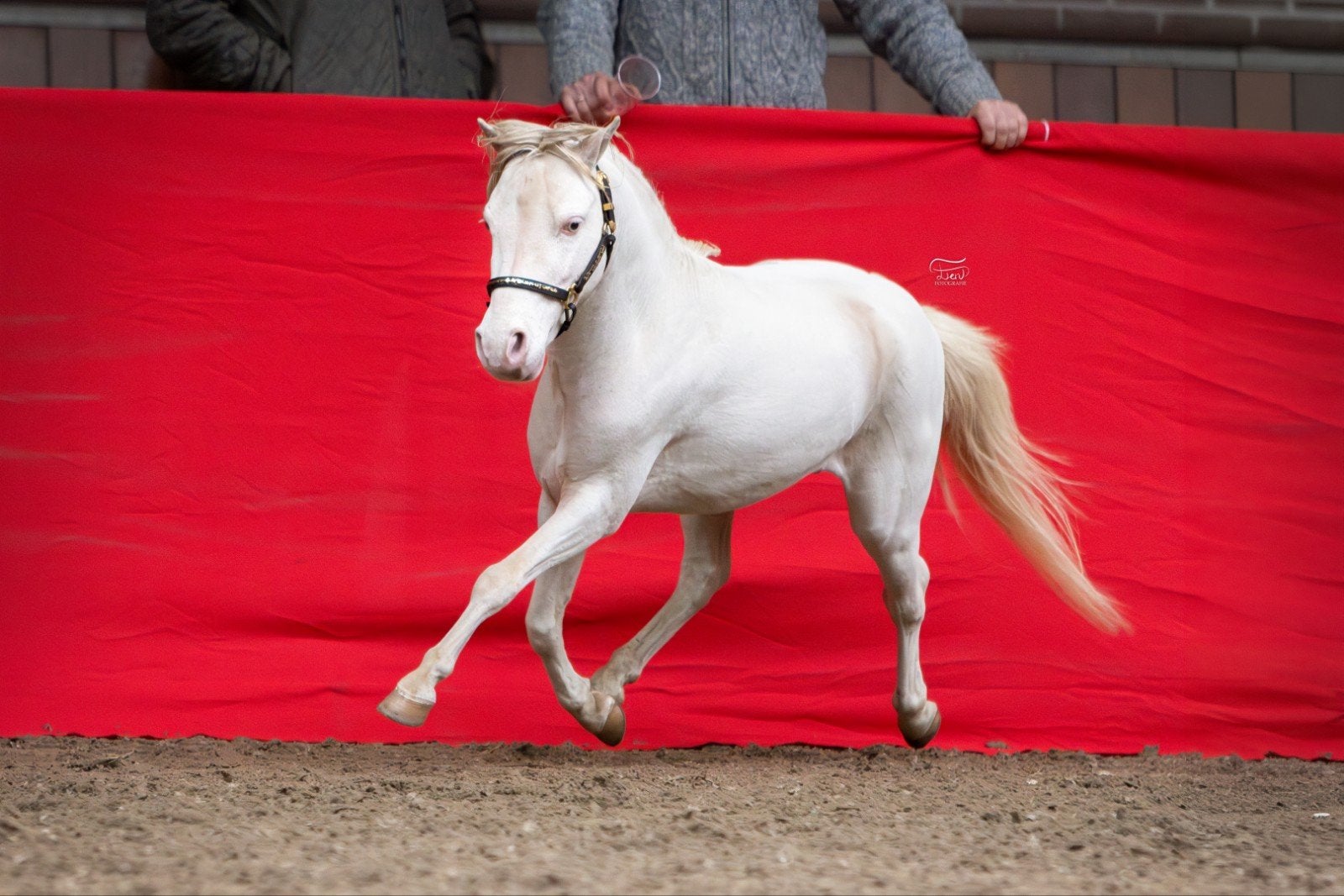 NMPRS minipaardjes ggk hengsten CHAMPAGNE/OVERO,merrie's, Niet van toepassing, A pony (tot 1.17m), Recreatiepony, Met stamboom