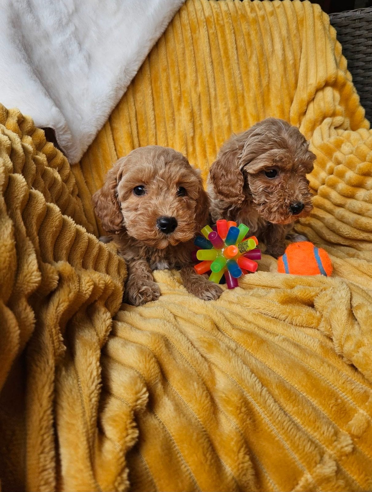 Maltipoo pups, Overige rassen, 8 tot 15 weken, Meerdere, Meerdere dieren