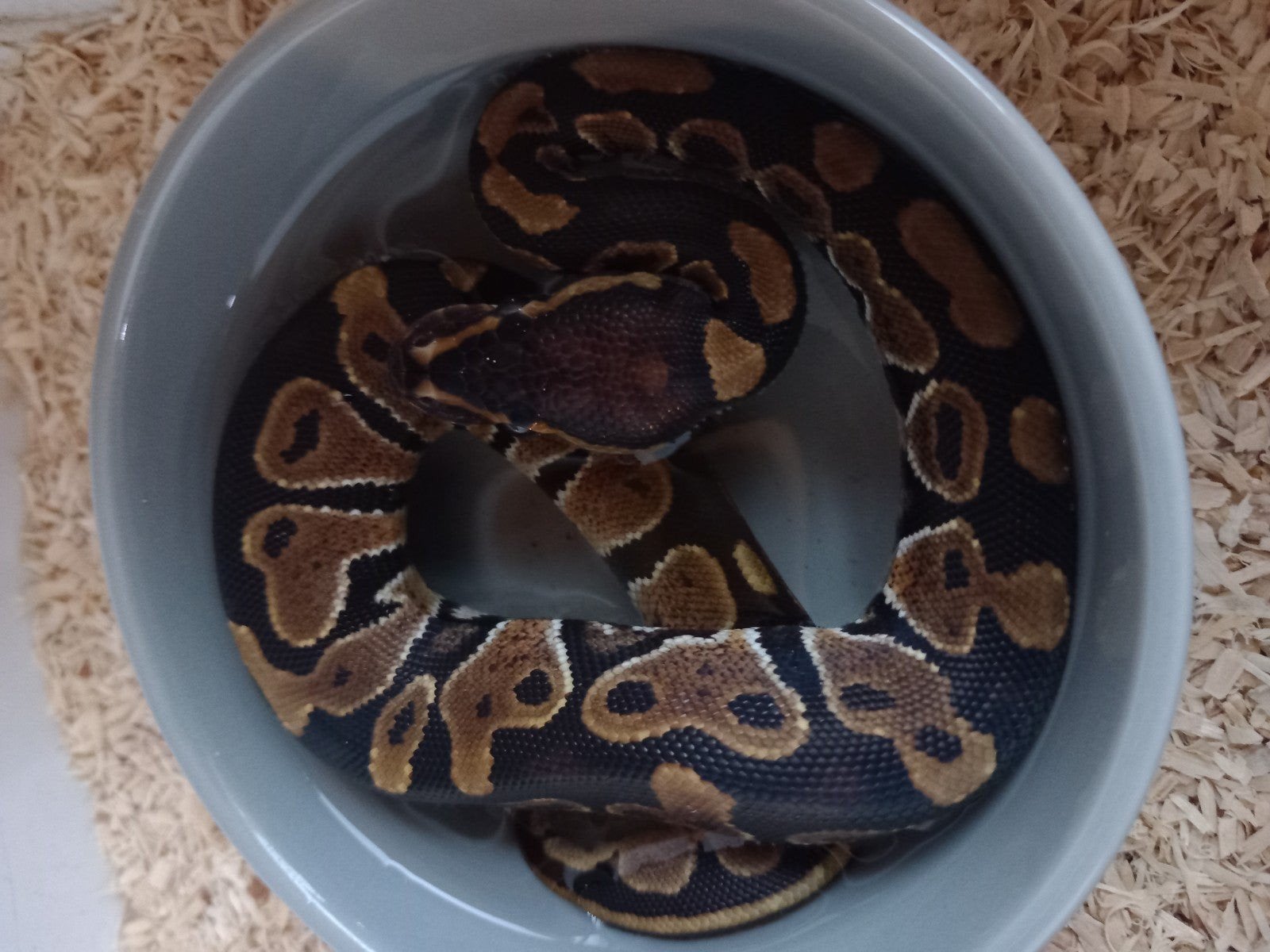 Python regius 1.0 Clasic het ultramel nk26