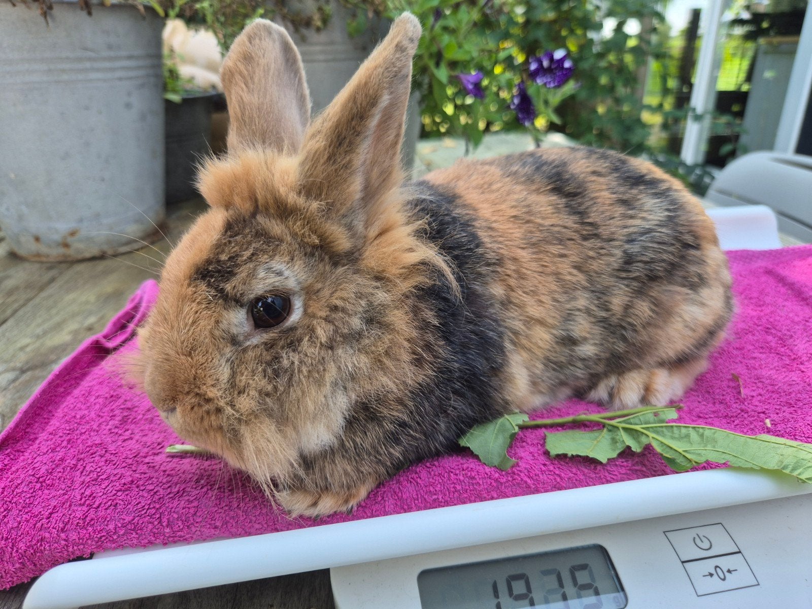 Leuke voedster, Meerdere dieren, Klein, 3 tot 5 jaar