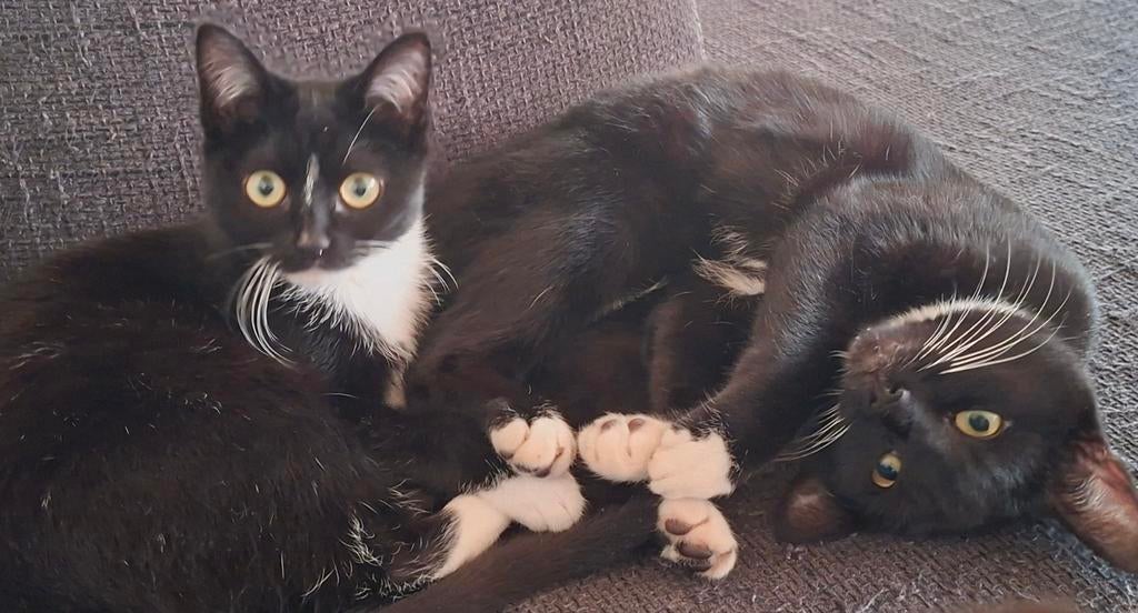 4 schatjes, Dieren en Toebehoren, Katten en Kittens | Overige Katten, Meerdere dieren