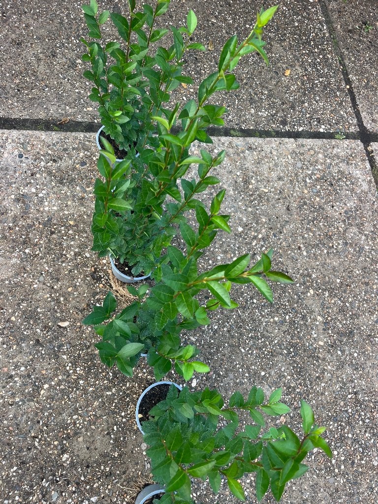 Foto 11 van Ligustrum Ovalifolium Haagplanten - Groene Ligusterhaag