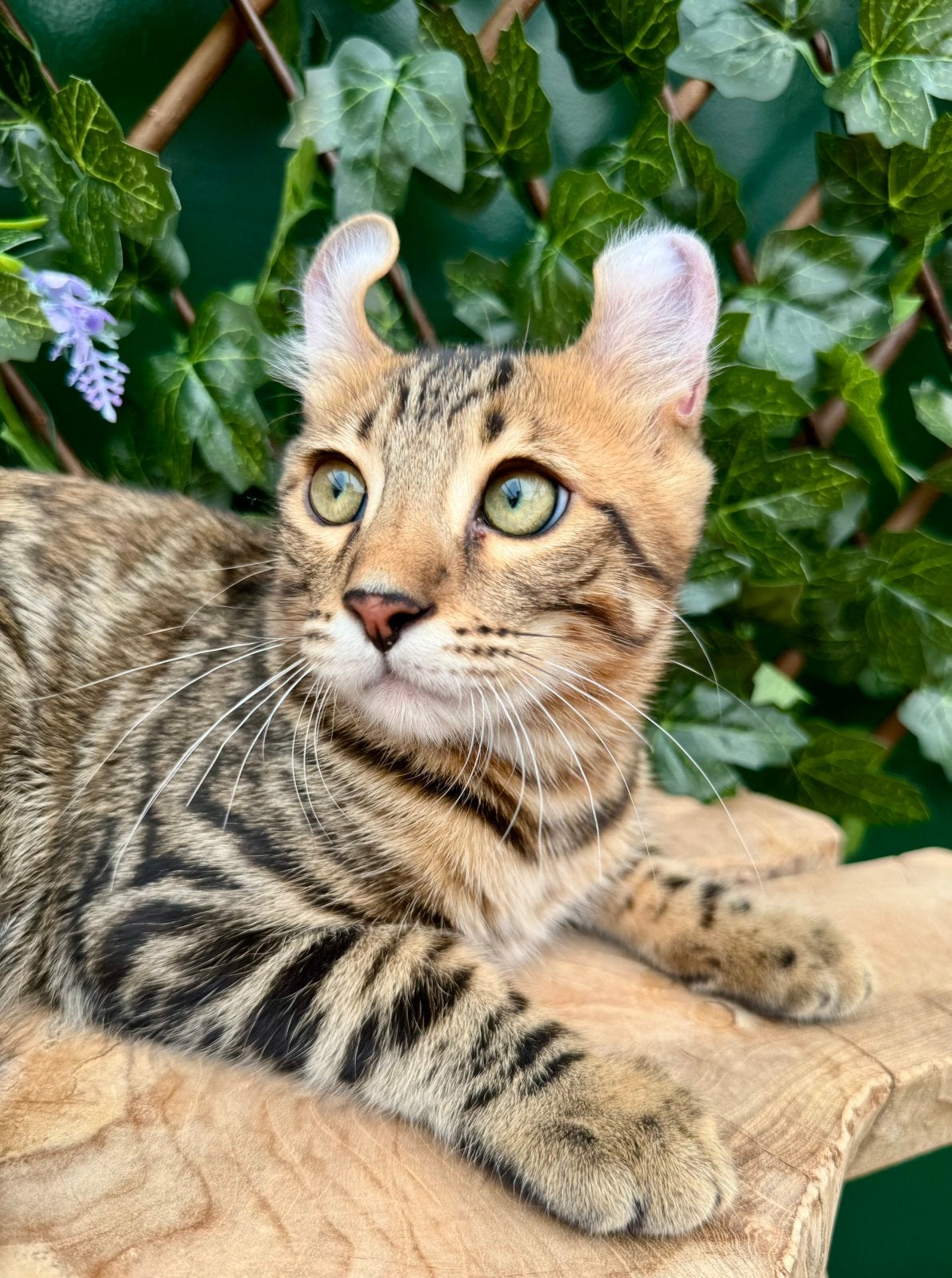 American curl kittens met fantastisch karakter | stamboom, Meerdere dieren, 0 tot 2 jaar