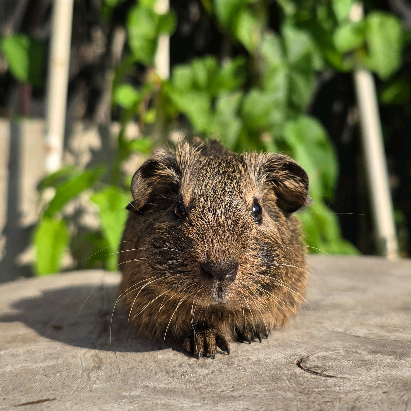 Knap cavia beertje, Cavia, Juni, Mannelijk, Tam