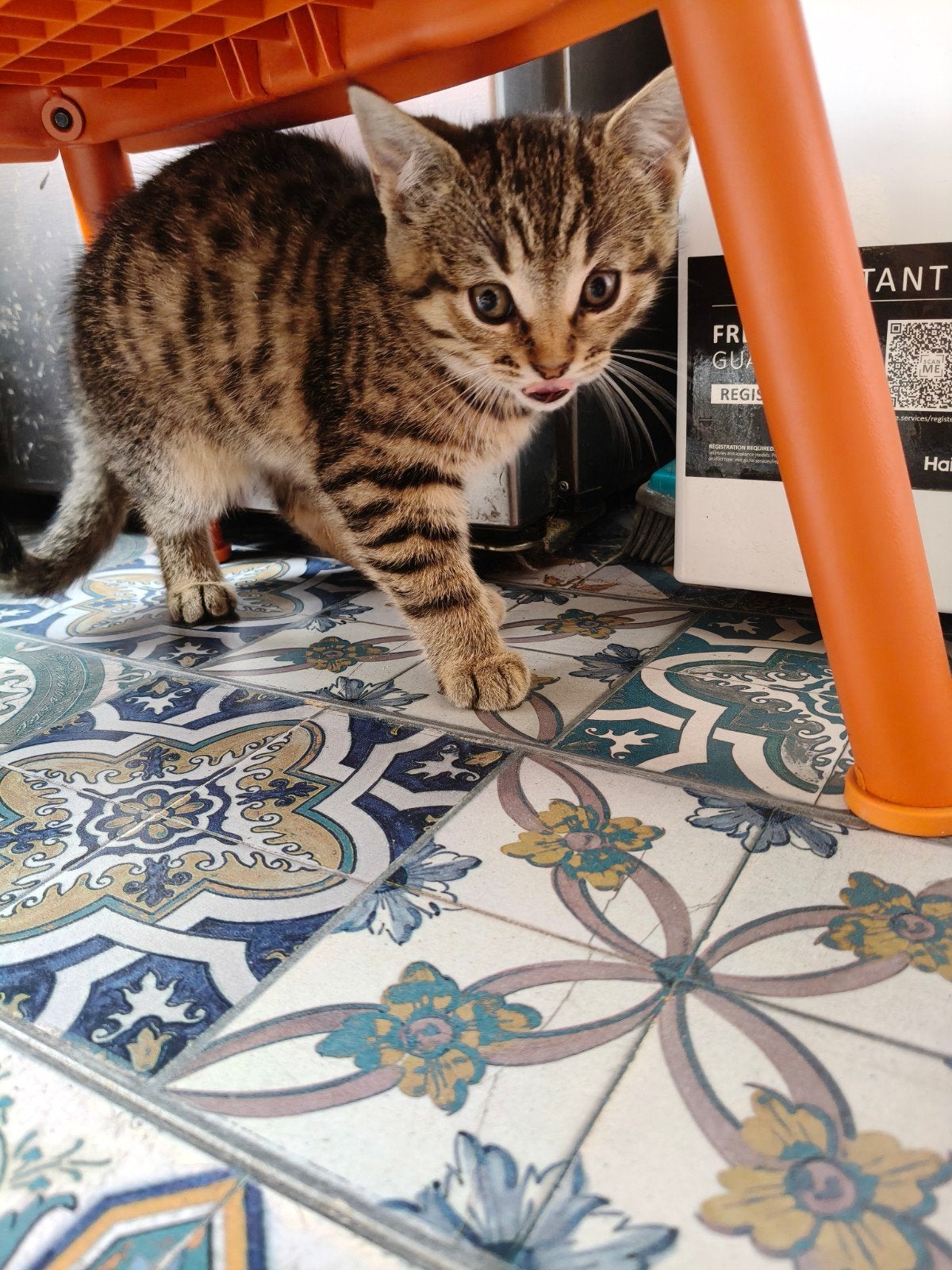 Kittens